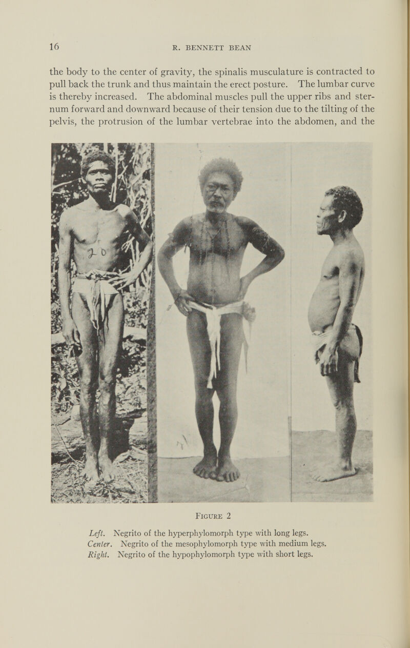 the body to the center of gravity, the spinalis musculature is contracted to pull back the trunk and thus maintain the erect posture. The lumbar curve is thereby increased. The abdominal muscles pull the upper ribs and ster num forward and downward because of their tension due to the tilting of the pelvis, the protrusion of the lumbar vertebrae into the abdomen, and the Figure 2 Left. Negrito of the hyperphylomorph type with long legs. Center. Negrito of the mesophylomorph type with medium legs. Right. Negrito of the hypophylomorph type with short legs.