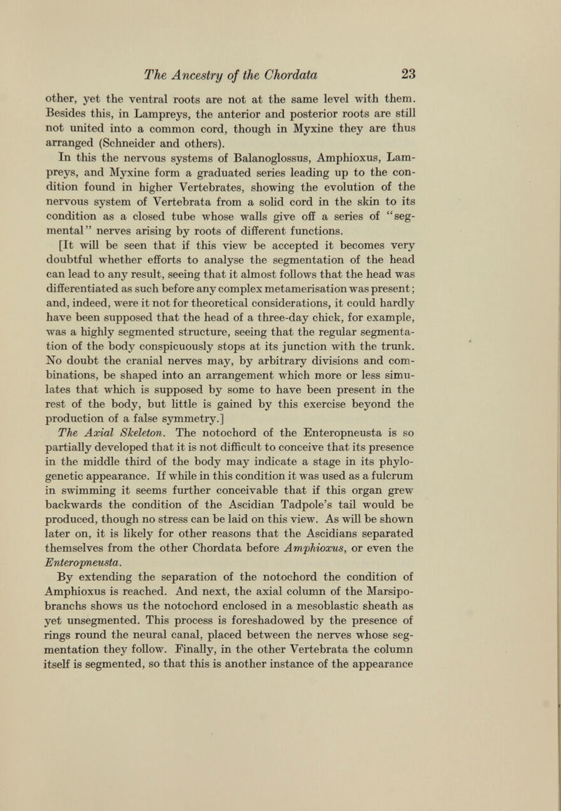 other, yet the ventral roots are not at the same level with them. Besides this, in Lampreys, the anterior and posterior roots are still not united into a common cord, though in Myxine they are thus arranged (Schneider and others). In this the nervous systems of Balanoglossus, Amphioxus, Lam preys, and Myxine form a graduated series leading up to the con dition found in higher Vertebrates, showing the evolution of the nervous system of Vertebrata from a solid cord in the skin to its condition as a closed tube whose walls give off a series of “seg mental” nerves arising by roots of different functions. [It will be seen that if this view be accepted it becomes very doubtful whether efforts to analyse the segmentation of the head can lead to any result, seeing that it almost follows that the head was differentiated as such before any complex métamérisation was present ; and, indeed, were it not for theoretical considerations, it could hardly have been supposed that the head of a three-day chick, for example, was a highly segmented structure, seeing that the regular segmenta tion of the body conspicuously stops at its junction with the trunk. No doubt the cranial nerves may, by arbitrary divisions and com binations, be shaped into an arrangement which more or less simu lates that which is supposed by some to have been present in the rest of the body, but little is gained by this exercise beyond the production of a false symmetry.] The Axial Skeleton. The notochord of the Enteropneusta is so partially developed that it is not difficult to conceive that its presence in the middle third of the body may indicate a stage in its phylo genetic appearance. If while in this condition it was used as a fulcrum in swimming it seems further conceivable that if this organ grew backwards the condition of the Ascidian Tadpole’s tail would be produced, though no stress can be laid on this view. As will be shown later on, it is likely for other reasons that the Ascidians separated themselves from the other Chordata before Amphioxus, or even the Enteropneusta. By extending the separation of the notochord the condition of Amphioxus is reached. And next, the axial column of the Marsipo- branchs shows us the notochord enclosed in a mesoblastic sheath as yet unsegmented. This process is foreshadowed by the presence of rings round the neural canal, placed between the nerves whose seg mentation they follow. Finally, in the other Vertebrata the column itself is segmented, so that this is another instance of the appearance