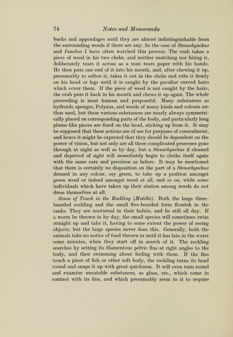 backs and appendages until they are almost indistinguishable from the surrounding weeds if there are any. In the case of Stenorhynchus and Inachus I have often watched this process. The crab takes a piece of weed in his two chelae, and neither snatching nor biting it, deliberately tears it across as a man tears paper with his hands. He then puts one end of it into his mouth, and, after chewing it up, presumably to soften it, takes it out in the chelae and rubs it firmly on his head or legs until it is caught by the peculiar curved hairs which cover them. If the piece of weed is not caught by the hairs, the crab puts it back in his mouth and chews it up again. The whole proceeding is most human and purposeful. Many substances as hydroids, sponges, Polyzoa, and weeds of many kinds and colours are thus used, but these various substances are nearly always symmetri cally placed on corresponding parts of the body, and particularly long plume-like pieces are fixed on the head, sticking up from it. It may be supposed that these actions are of use for purposes of concealment, and hence it might be expected that they should be dependent on the power of vision, but not only are all these complicated processes gone through at night as well as by day, but a Stenorhynchus if cleaned and deprived of sight will immediately begin to clothe itself again with the same care and precision as before. It may be mentioned that there is certainly no disposition on the part of a Stenorhynchus dressed in any colour, say green, to take up a position amongst green weed or indeed amongst weed at all, and so on, while some individuals which have taken up their station among weeds do not dress themselves at all. Sense of Touch in the Rockling (Motella ). Both the large three- bearded rockling and the small five-bearded form flourish in the ta nk s. They are nocturnal in their habits, and lie still all day. If a worm be thrown in by day, the small species will sometimes swim straight up and take it, having to some extent the power of seeing objects, but the large species never does this. Generally, both the animals take no notice of food thrown in until it has lain in the water some minutes, when they start off in search of it. The rockling searches by setting its filamentous pelvic fins at right angles to the body, and then swimming about feeling with them. If the fins touch a piece of fish or other soft body, the rockling turns its head round and snaps it up with great quickness. It will even turn round and examine uneatable substances, as glass, etc., which come in contact with its fins, and which presumably seem to it to require