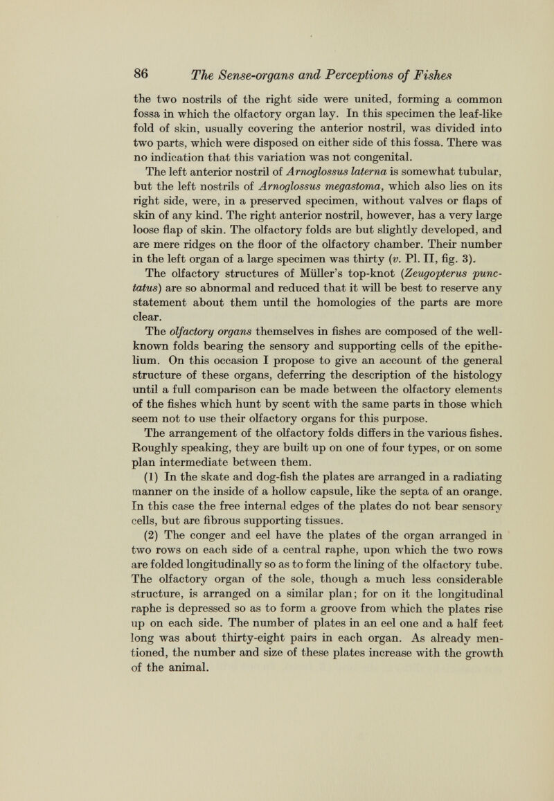 the two nostrils of the right side were united, forming a common fossa in which the olfactory organ lay. In this specimen the leaf-like fold of skin, usually covering the anterior nostril, was divided into two parts, which were disposed on either side of this fossa. There was no indication that this variation was not congenital. The left anterior nostril of Arnoglossus laterna is somewhat tubular, but the left nostrils of Arnoglossus megastoma, which also lies on its right side, were, in a preserved specimen, without valves or flaps of skin of any kind. The right anterior nostril, however, has a very large loose flap of skin. The olfactory folds are but slightly developed, and are mere ridges on the floor of the olfactory chamber. Their number in the left organ of a large specimen was thirty ( v . PI. II, fig. 3). The olfactory structures of Muller’s top-knot (Zeugopterus punc- tatus) are so abnormal and reduced that it will be best to reserve any statement about them until the homologies of the parts are more clear. The olfactory organs themselves in fishes are composed of the well- known folds bearing the sensory and supporting cells of the epithe lium. On this occasion I propose to give an account of the general structure of these organs, deferring the description of the histology until a full comparison can be made between the olfactory elements of the fishes which hunt by scent with the same parts in those which seem not to use their olfactory organs for this purpose. The arrangement of the olfactory folds differs in the various fishes. Roughly speaking, they are built up on one of four types, or on some plan intermediate between them. (1) In the skate and dog-fish the plates are arranged in a radiating manner on the inside of a hollow capsule, like the septa of an orange. In this case the free internal edges of the plates do not bear sensory cells, but are fibrous supporting tissues. (2) The conger and eel have the plates of the organ arranged in two rows on each side of a central raphe, upon which the two rows are folded longitudinally so as to form the lining of the olfactory tube. The olfactory organ of the sole, though a much less considerable structure, is arranged on a similar plan; for on it the longitudinal raphe is depressed so as to form a groove from which the plates rise up on each side. The number of plates in an eel one and a half feet long was about thirty-eight pairs in each organ. As already men tioned, the number and size of these plates increase with the growth of the animal.