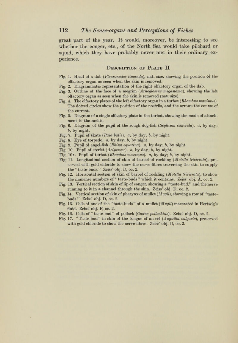 great part of the year. It would, moreover, be interesting to see whether the conger, etc., of the North Sea would take pilchard or squid, which they have probably never met in their ordinary ex perience. Description of Plate II Fig. 1. Head of a dab ( Pleuronectes limanda), nat. size, showing the position of the olfactory organ as seen when the skin is removed. Fig. 2. Diagrammatic representation of the right olfactory organ of the dab. Fig. 3. Outline of the face of a megrim ( Arnoglossus megastoma), showing the left olfactory organ as seen when the skin is removed (nat. size). Fig. 4. The olfactory plates of the left olfactory organ in a turbot ( Rhombus maximus). The dotted circles show the position of the nostrils, and the arrows the course of the current. Fig. 5. Diagram of a single olfactory plate in the turbot, showing the mode of attach ment to the rachis. Fig. 6. Diagram of the pupil of the rough dog-fish ( Scyllium canicula). a, by day; b, by night. Fig. 7. Pupil of skate ( Raia batis). a, by day; b, by night. Fig. 8. Eye of torpedo, a, by day; b, by night. Fig. 9. Pupil of angel-fish ( Rhina squatina). a, by day; b, by night. Fig. 10. Pupil of sterlet (Acipenser). a, by day; b, by night. Fig. 10a. Pupil of turbot ( Rhombus maximus). a, by day; b, by night. Fig. 11. Longitudinal section of skin of barbel of rockling ( Motella tricirrata), pre served with gold chloride to show the nerve-fibres traversing the skin to supply the “taste-buds.” Zeiss’ obj. D, oc. 2. Fig. 12. Horizontal section of skin of barbel of rockling ( Motella tricirrata), to show the immense numbers of “taste-buds” which it contains. Zeiss’ obj. A, oc. 2. Fig. 13. Vertical section of skin of lip of conger, showing a “taste-bud,” and the nerve running to it in a channel through the skin. Zeiss’ obj. D, oc. 2. Fig. 14. Vertical section of skin of pharynx of mullet ( Mugil), showing a row of “taste- buds.” Zeiss’ obj. D, oc. 2. Fig. 15. Cells of one of the “taste-buds” of a mullet (Mugil) macerated in Hertwig’s fluid. Zeiss’ obj. F, oc. 2. Fig. 16. Cells of “taste-bud” of pollack (Gadus pollachius). Zeiss’ obj. D, oc. 2. Fig. 17. “Taste-bud” in skin of the tongue of an eel ( Anguilla vulgaris), preserved with gold chloride to show the nerve-fibres. Zeiss’ obj. D, oc. 2.