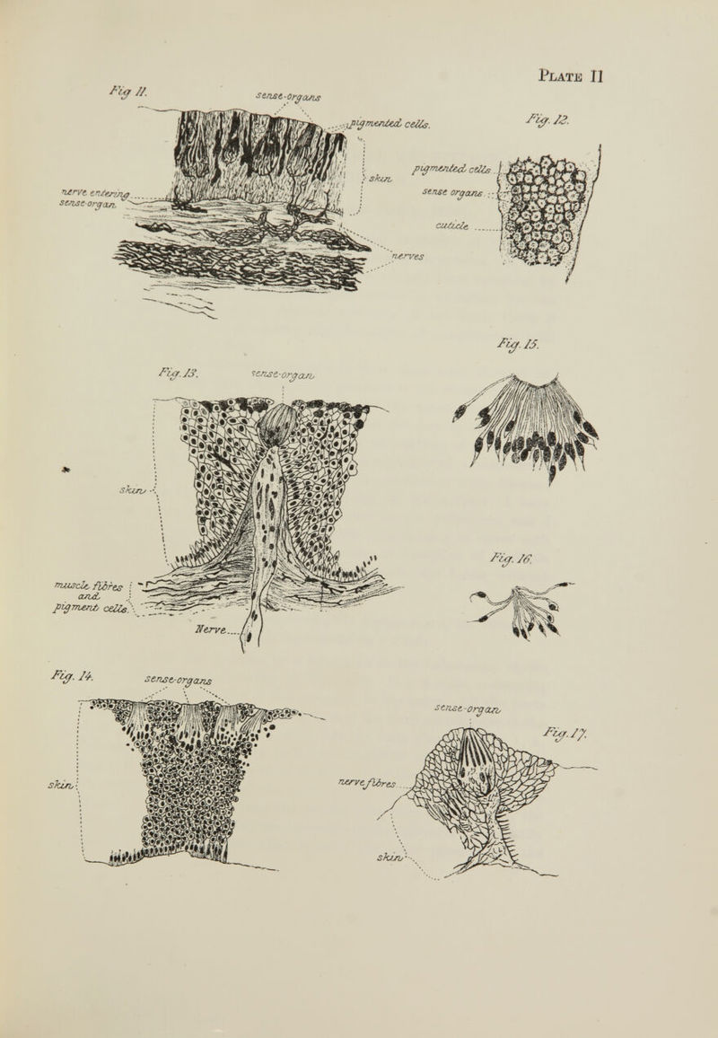 Plate 11 S3SS2**? entering. sense-organ. s trust - organs Fuji. 74. sense- organs W¥*