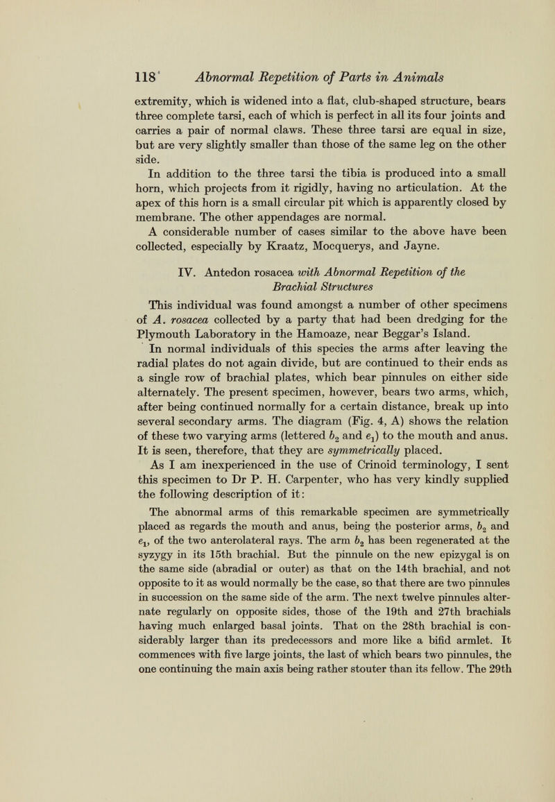 extremity, which is widened into a flat, club-shaped structure, bears three complete tarsi, each of which is perfect in all its four joints and carries a pair of normal claws. These three tarsi are equal in size, but are very slightly smaller than those of the same leg on the other side. In addition to the three tarsi the tibia is produced into a small horn, which projects from it rigidly, having no articulation. At the apex of this horn is a small circular pit which is apparently closed by membrane. The other appendages are normal. A considerable number of cases similar to the above have been collected, especially by Kraatz, Mocquerys, and Jayne. IV. Antedon rosacea with Abnormal Repetition of the Brachial Structures This individual was found amongst a number of other specimens of A. rosacea collected by a party that had been dredging for the Plymouth Laboratory in the Hamoaze, near Beggar’s Island. In normal individuals of this species the arms after leaving the radial plates do not again divide, but are continued to their ends as a single row of brachial plates, which bear pinnules on either side alternately. The present specimen, however, bears two arms, which, after being continued normally for a certain distance, break up into several secondary arms. The diagram (Fig. 4, A) shows the relation of these two varying arms (lettered 6 2 and e 2 ) to the mouth and anus. It is seen, therefore, that they are symmetrically placed. As I am inexperienced in the use of Crinoid terminology, I sent this specimen to Dr P. H. Carpenter, who has very kindly supplied the following description of it: The abnormal arms of this remarkable specimen are symmetrically placed as regards the mouth and anus, being the posterior arms, b 2 and e v of the two anterolateral rays. The arm b 2 has been regenerated at the syzygy in its 15th brachial. But the pinnule on the new epizygal is on the same side (abradial or outer) as that on the 14th brachial, and not opposite to it as would normally be the case, so that there are two pinnules in succession on the same side of the arm. The next twelve pinnules alter nate regularly on opposite sides, those of the 19th and 27th brachials having much enlarged basal joints. That on the 28th brachial is con siderably larger than its predecessors and more like a bifid armlet. It commences with five large joints, the last of which bears two pinnules, the one continuing the main axis being rather stouter than its fellow. The 29th