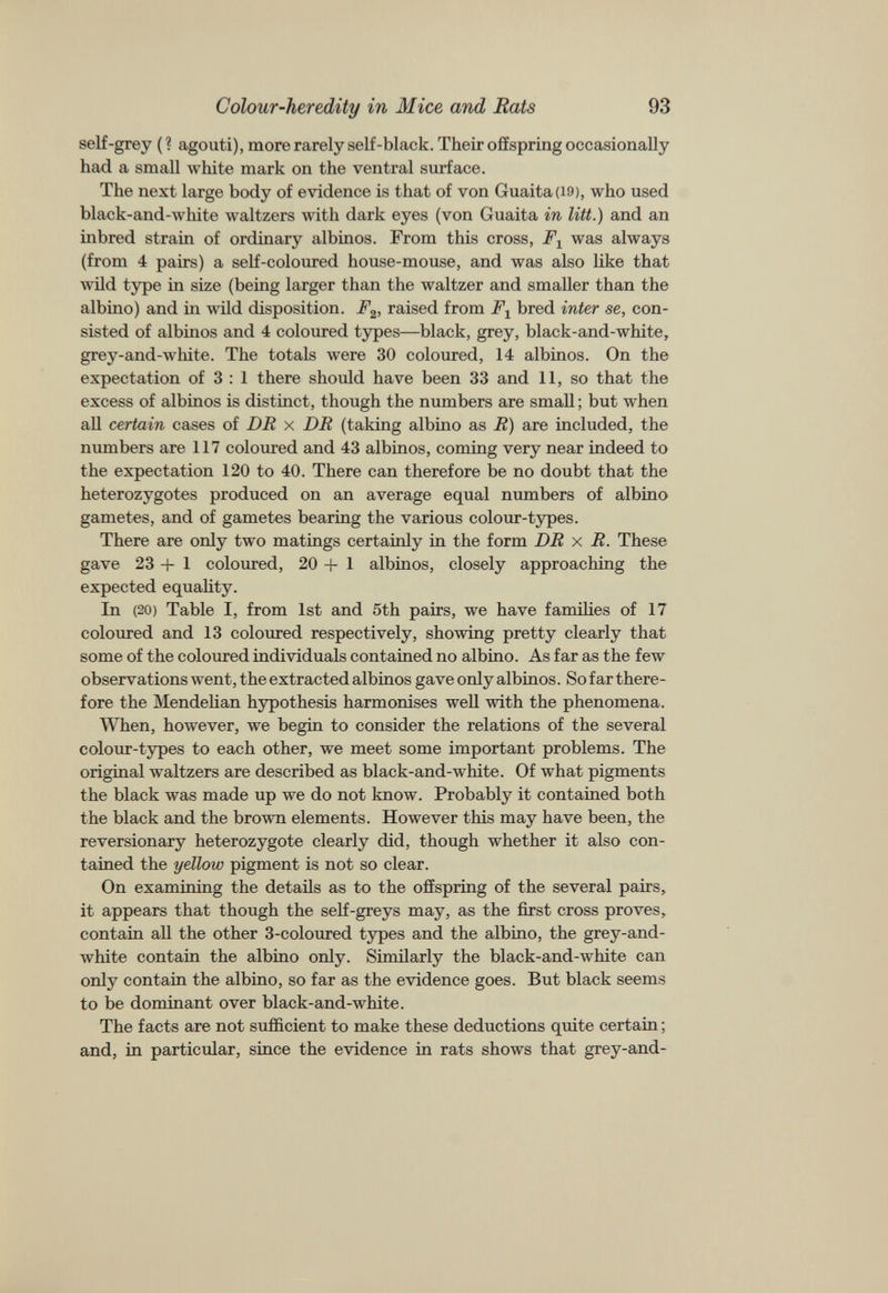 self-grey (? agouti), more rarely self-black. Their offspring occasionally had a small white mark on the ventral surface. The next large body of evidence is that of von Guaita(i9), who used black-and-white waltzers with dark eyes (von Guaita in lift.) and an inbred strain of ordinary albinos. From this cross, F x was always (from 4 pairs) a self-coloured house-mouse, and was also like that wild type in size (being larger than the waltzer and smaller than the albino) and in wild disposition. F 2 , raised from F x bred inter se, con sisted of albinos and 4 coloured types—black, grey, black-and-white, grey-and-white. The totals were 30 coloured, 14 albinos. On the expectation of 3 : 1 there should have been 33 and 11, so that the excess of albinos is distinct, though the numbers are small; but when all certain cases of DR x DR (taking albino as R) are included, the numbers are 117 coloured and 43 albinos, coming very near indeed to the expectation 120 to 40. There can therefore be no doubt that the heterozygotes produced on an average equal numbers of albino gametes, and of gametes bearing the various colour-types. There are only two matings certainly in the form DR x R. These gave 23+1 coloured, 20+1 albinos, closely approaching the expected equality. In ( 20 ) Table I, from 1st and 5th pairs, we have families of 17 coloured and 13 coloured respectively, showing pretty clearly that some of the coloured individuals contained no albino. As far as the few observations went, the extracted albinos gave only albinos. So far there fore the Mendelian hypothesis harmonises well with the phenomena. When, however, we begin to consider the relations of the several colour-types to each other, we meet some important problems. The original waltzers are described as black-and-white. Of what pigments the black was made up we do not know. Probably it contained both the black and the brown elements. However this may have been, the reversionary heterozygote clearly did, though whether it also con tained the yellow pigment is not so clear. On examining the details as to the offspring of the several pairs, it appears that though the self-greys may, as the first cross proves, contain all the other 3-coloured types and the albino, the grey-and- white contain the albino only. Similarly the black-and-white can only contain the albino, so far as the evidence goes. But black seems to be dominant over black-and-white. The facts are not sufficient to make these deductions quite certain; and, in particular, since the evidence in rats shows that grey-and-