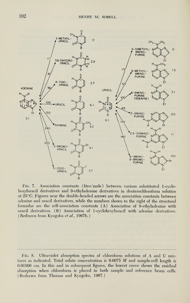102 HENRY M. SOBELL ADENINE 3.1 О сн » 3-METHYL- ^ URACIL Ji О^Н! R 5.6-DIHYDR0- 1 ' URACIL i -И R 2.9 4-ТНЮ- URAOL URACIL -J ri] R О Н^к.-'С 2.7 О 030 1240 R 6.1 'THYMINE ^м-^С^СН гг 5-BROMO- URACIL O-^^^N I r 0 II X 3.2 •^N I r 0 M Д 5-IODO- URACIL г 0^ -N R rj 5.7 N I r 6.1 СИз^^^СНз URACIL 0 n^^Cil 6-DIMETHYL- N: ' AMINO- PURINE Et ,6-METHYL- AMINO- PURINE к,Л> 1.5 N' ¿, N -6-AMINO- PURINE L '00 (ADENINE) 2-AMINO- PURINE H ^N' I H 2,6-DIAMINO- PURINE N 6-AMINO- 8-BROMO- PURINE Et- 3.1 2.0 n 120 Br Fig. 7, Association constants (liter/mole) between various substituted 1-cyclo- hexyluracil derivatives and 9-ethyladenine derivatives in deuterochloroform solution at 25 °C. Figures near the double-headed arrows are the association constants between adenine and uracil derivatives, while the numbers shown to the right of the structural formulae are the self-association constants (A) Association of 9-ethyladenine with uracil derivatives. (B) Association of 1-cyclohe.xyluracil with adenine derivatives. ( Redrawn from Kyogoku et al., 1967b. ) Fig. 8. Ultraviolet absorption spectra of chloroform solutions of A and U mix¬ tures as indicated. Total solute concentration is 0.0075 M and sample-cell length is 0.00906 cm. In this and in subsequent figures, the lowest curve shows the residual absorption when chloroform is placed in both sample and reference beam cells. (Redrawn from Thomas and Kyogoku, 1967.)