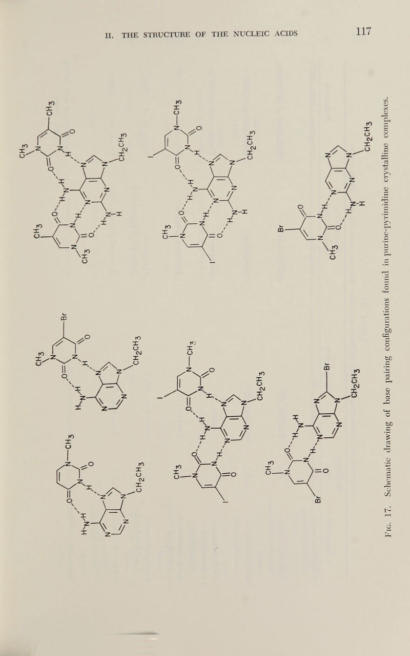 II. THE STRUCTURE OF THE NUCLEIC ACIDS 117