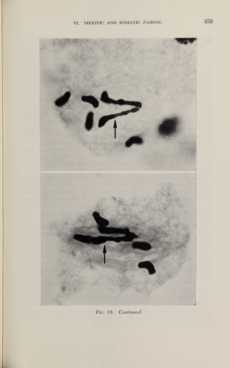 VI. MEIOTIC AND SOMATIC l'AllUNí; 459