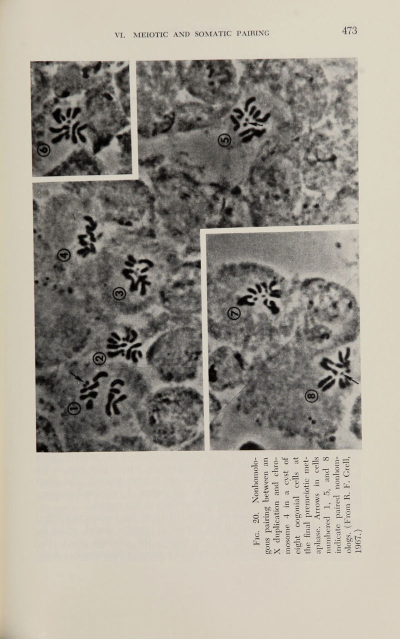 VI. MEIOTIC AND SO^rATIC PAIIUNG 473 С сз С С с: ^ — и- 5 ? ^ ^ ir. QQ I ^ (b с с о ся (I/ <b 4-» ь b£ С ff ci Й о Ü 1—1 с tt X ff 'Î ^ 5 ì; с -= Ü о . • - с Ю ьс с с ' о Й с 'fe с о Ü ® .1 !âc Sí 5 ^ О QJ « с .S с 1—(