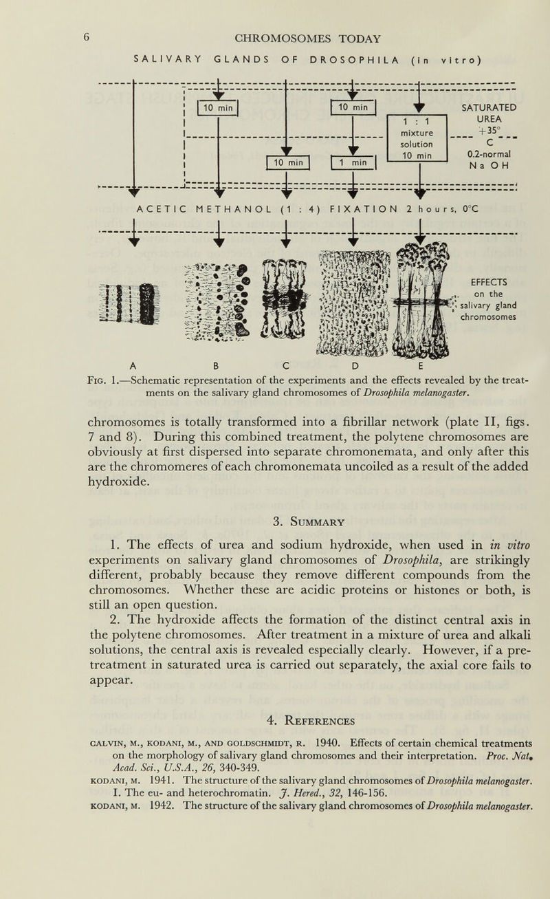 6 CHROMOSOMES TODAY SALIVARY GLANDS OF DROSOPHILA (in vitro) ACETIC METHANOL (1 FIXATION 2hours, 0°C EFFECTS on the salivary gland chromosomes В С D E Fig. 1.—Schematic representation of the experiments and the effects revealed by the treat¬ ments on the salivary gland chromosomes of Drosophila melanogaster. chromosomes is totally transformed into a fibrillar network (plate II, figs. 7 and 8). During this combined treatment, the polytene chromosomes are obviously at first dispersed into separate chromonemata, and only after this are the chromomeres of each chromonemata uncoiled as a result of the added hydroxide. 3. Summary 1. The effects of urea and sodium hydroxide, when used in in vitro experiments on salivary gland chromosomes of Drosophila, are strikingly different, probably because they remove different compounds from the chromosomes. Whether these are acidic proteins or histones or both, is still an open question. 2. The hydroxide affects the formation of the distinct central axis in the polytene chromosomes. After treatment in a mixture of urea and alkali solutions, the central axis is revealed especially clearly. However, if a pre¬ treatment in saturated urea is carried out separately, the axial core fails to appear. 4. References CALVIN, M., KODANi, M., AND GOLDSCHMIDT, R. 1940. Effects of certain chemical treatments on the morphology of salivary gland chromosomes and their interpretation. Proc. Nat, Acad. Sci., U.S.A., 26, 340-349. KODANI, M. 1941. The structure of the salivary gland chromosomes of Drosophila melanogaster. I. The eu- and heterochromatin. J. Hered., 32, 146-156. KODANI, M. 1942. The structure of the salivary gland chromosomes of Drosophila melanogaster.