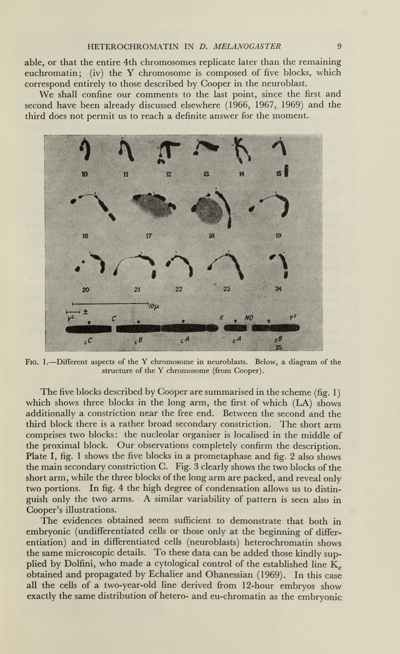 HETEROCHROMATIN IN D. MELANOGASTER 9 able, or that the entire 4th chromosomes replicate later than the remaining euchromatin; (iv) the Y chromosome is composed of five blocks, which correspond entirely to those described by Cooper in the neuroblast. We shall confine our comments to the last point, since the first and second have been already discussed elsewhere (1966, 1967, 1969) and the third does not permit us to reach a definite answer for the moment. Г ¡r л ю 11 12 ta M si . • I  'A \ le Fig. 1.—Different aspects of the Y chromosome in neuroblasts. Below, a diagram of the structure of the Y chromosome (from Cooper). The five blocks described by Cooper are summarised in the scheme (fig. 1 ) which shows three blocks in the long arm, the first of which (LA) shows additionally a constriction near the free end. Between the second and the third block there is a rather broad secondary constriction. The short arm comprises two blocks : the nucleolar organiser is localised in the middle of the proximal block. Our observations completely confirm the description. Plate I, fig. 1 shows the five blocks in a prometaphase and fig. 2 also shows the main secondary constriction C. Fig. 3 clearly shows the two blocks of the short arm, while the three blocks of the long arm are packed, and reveal only two portions. In fig. 4 the high degree of condensation allows us to distin¬ guish only the two arms. A similar variability of pattern is seen also in Cooper's illustrations. The evidences obtained seem sufficient to demonstrate that both in embryonic (undifferentiated cells or those only at the beginning of differ¬ entiation) and in differentiated cells (neuroblasts) heterochromatin shows the same microscopic details. To these data can be added those kindly sup¬ plied by Dolfini, who made a cytological control of the established line obtained and propagated by Echalier and Ohanessian (1969). In this case all the cells of a two-year-old line derived from 12-hour embryos show exactly the same distribution of hetero- and eu-chromatin as the embryonic