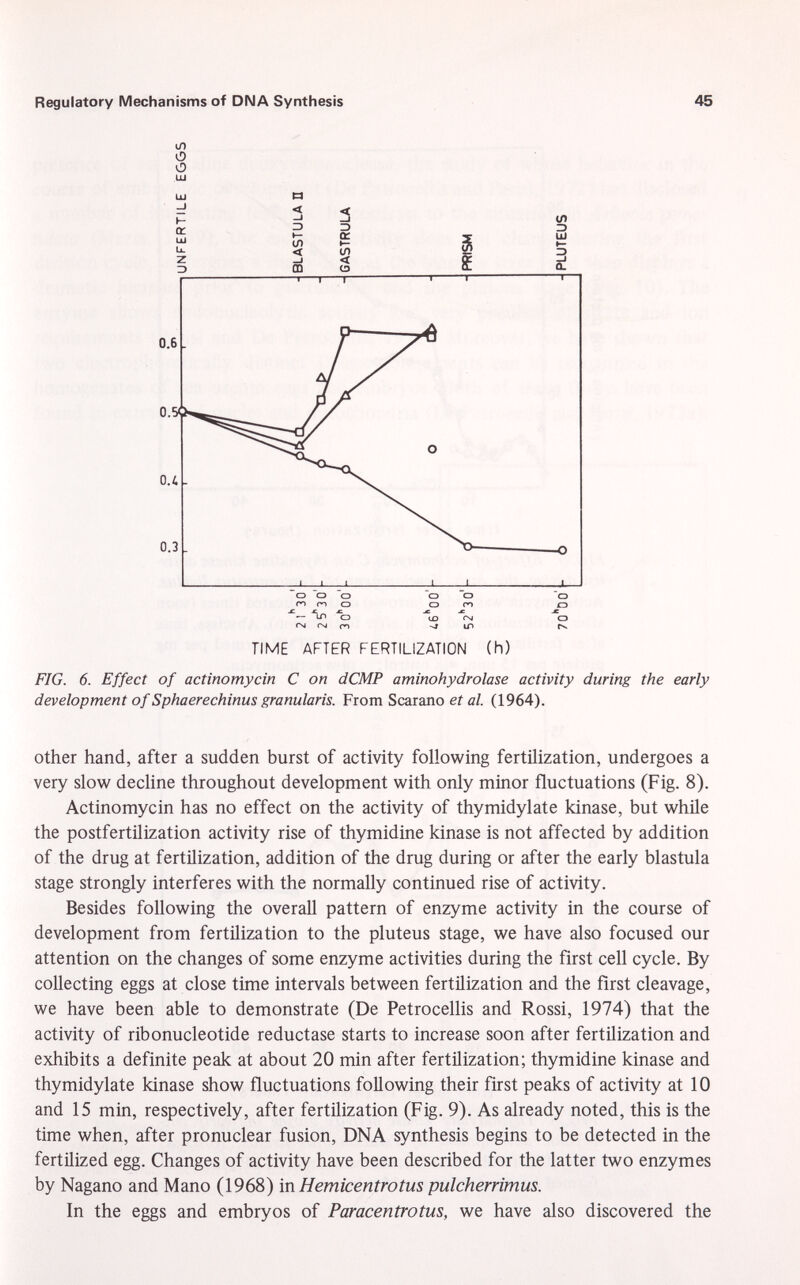 i/i O O LU lu M TIME AFTER FERTILIZATION (h) FIG. 6. Effect of actinomycin C on dCMP aminohydrolase activity during the early development of Sphaerechinus granulans. From Scarano et al. (1964). other hand, after a sudden burst of activity following fertilization, undergoes a very slow decline throughout development with only minor fluctuations (Fig. 8). Actinomycin has no effect on the activity of thymidylate kinase, but while the postfertilization activity rise of thymidine kinase is not affected by addition of the drug at fertilization, addition of the drug during or after the early blastula stage strongly interferes with the normally continued rise of activity. Besides following the overall pattern of enzyme activity in the course of development from fertilization to the pluteus stage, we have also focused our attention on the changes of some enzyme activities during the first cell cycle. By collecting eggs at close time intervals between fertilization and the first cleavage, we have been able to demonstrate (De Petrocellis and Rossi, 1974) that the activity of ribonucleotide reductase starts to increase soon after fertilization and exhibits a definite peak at about 20 min after fertilization; thymidine kinase and thymidylate kinase show fluctuations following their first peaks of activity at 10 and 15 min, respectively, after fertilization (Fig. 9). As already noted, this is the time when, after pronuclear fusion, DNA synthesis begins to be detected in the fertilized egg. Changes of activity have been described for the latter two enzymes by Nagano and Mano (1968) in Hemicentrotus pulcherrimus. In the eggs and embryos of Paracentrotus, we have also discovered the