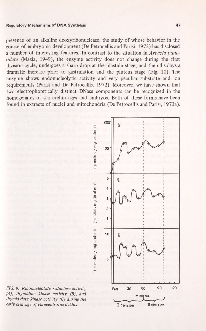 presence of an alkaline deoxyribonuclease, the study of whose behavior in the course of embryonic development (De Petrocellis and Parisi, 1972) has disclosed a number of interesting features. In contrast to the situation in Arbacia punc- tulata (Mazia, 1949), the enzyme activity does not change during the first division cycle, undergoes a sharp drop at the blastula stage, and then displays a dramatic increase prior to gastrulation and the pluteus stage (Fig. 10). The enzyme shows endonucleolytic activity and very peculiar substrate and ion requirements (Parisi and De Petrocellis, 1972). Moreover, we have shown that two electrophoretically distinct DNase components can be recognized in the homogenates of sea urchin eggs and embryos. Both of these forms have been found in extracts of nuclei and mitochondria (De Petrocellis and Parisi, 1973a). 200 C q> -i—< o Q l (/) Q) O E Q. C. ÔL> o l_ CL C7> E o E e. cz Q> O C CL C7> E \ </) _OJ o E 100' 10 5 - FIG. 9. Ribonucleotide reductase activity (A), thymidine kinase activity (B), and thymidylate kinase activity (C) during the early cleavage of Paracentrotus lividus. 120 I division Hdivision