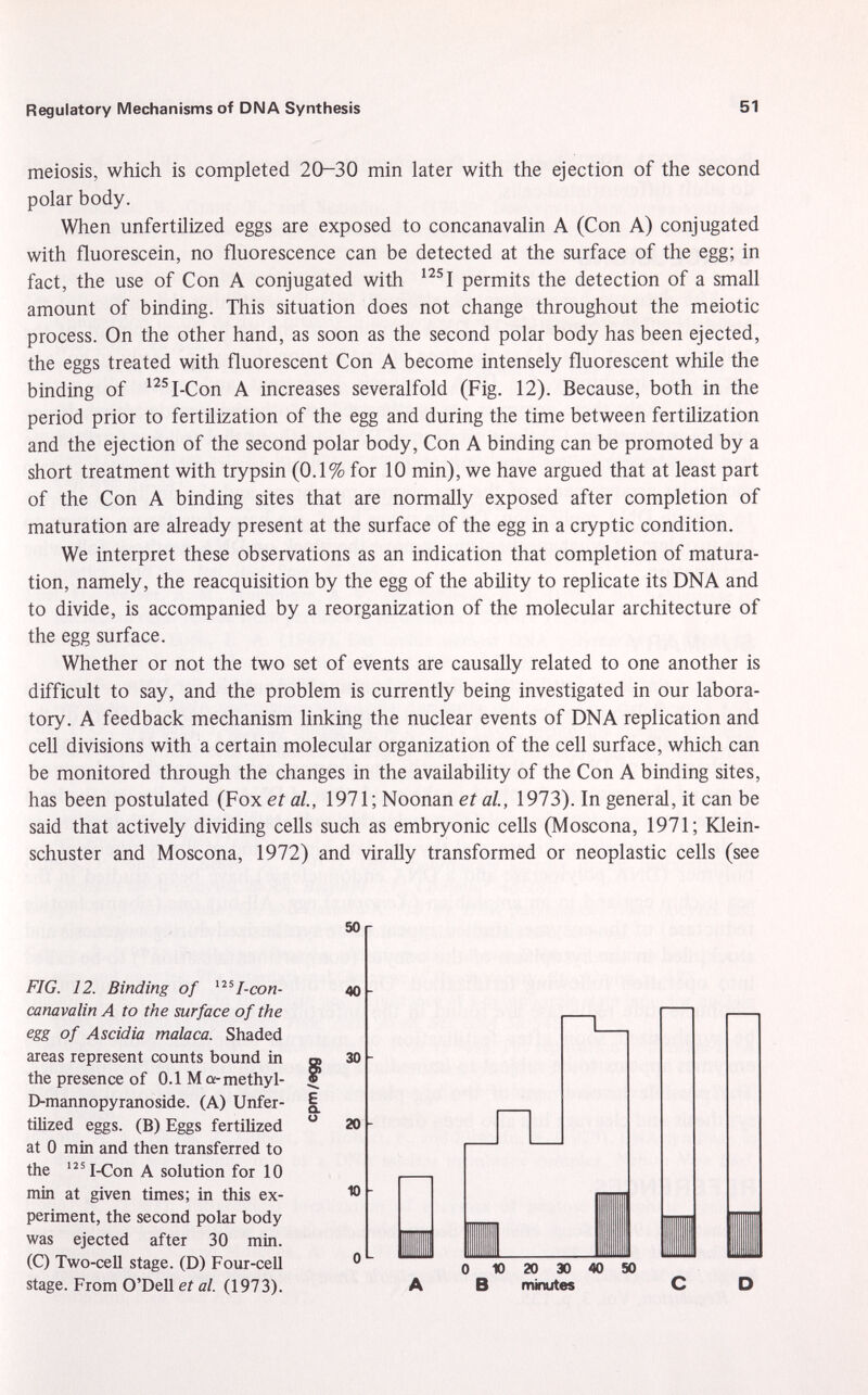 meiosis, which is completed 20-30 min later with the ejection of the second polar body. When unfertilized eggs are exposed to concanavalin A (Con A) conjugated with fluorescein, no fluorescence can be detected at the surface of the egg; in fact, the use of Con A conjugated with 125 1 permits the detection of a small amount of binding. This situation does not change throughout the meiotic process. On the other hand, as soon as the second polar body has been ejected, the eggs treated with fluorescent Con A become intensely fluorescent while the binding of 125 I-Con A increases severalfold (Fig. 12). Because, both in the period prior to fertilization of the egg and during the time between fertilization and the ejection of the second polar body, Con A binding can be promoted by a short treatment with trypsin (0.1% for 10 min), we have argued that at least part of the Con A binding sites that are normally exposed after completion of maturation are already present at the surface of the egg in a cryptic condition. We interpret these observations as an indication that completion of matura tion, namely, the reacquisition by the egg of the ability to replicate its DNA and to divide, is accompanied by a reorganization of the molecular architecture of the egg surface. Whether or not the two set of events are causally related to one another is difficult to say, and the problem is currently being investigated in our labora tory. A feedback mechanism linking the nuclear events of DNA replication and cell divisions with a certain molecular organization of the cell surface, which can be monitored through the changes in the availability of the Con A binding sites, has been postulated (Fox et al., 1971; Noonan et al., 1973). In general, it can be said that actively dividing cells such as embryonic cells (Moscona, 1971; Klein schuster and Moscona, 1972) and virally transformed or neoplastic cells (see 50 r FIG. 12. Binding of 12S I-con- canavalin A to the surface of the egg of Ascidia malaca. Shaded areas represent counts bound in the presence of 0.1 M a-methyl- D-mannopyranoside. (A) Unfer tilized eggs. (B) Eggs fertilized at 0 min and then transferred to the 125 I-Con A solution for 10 min at given times; in this ex periment, the second polar body was ejected after 30 min. (C) Two-cell stage. (D) Four-cell stage. From O'Dell et al. (1973). E CL O 40 30 20 10 0 10 20 30 40 50 B minutes C