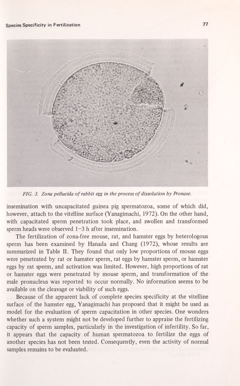 M .. ' . • - ; ~ ^ ' -V •<? '' ' ♦ * ' «TFdk ¿ i ^ - ? ' » - * K * - * -Hv/ '• - • ■*■■ '•-x*r5í' \C'-¿8 Tr'^W > Bfefe*;.. •- v <4 $K, fî ■■m, ^ p % *?. 4 '$- * ' f-' k#l * ! ... • '-:r7 •ja •' -*v,- rr-W \y : t'Vv F &.'*  '■■ '% :* ' • ,. *' &&* .—£. -»?,> « « .>•.' f- va*,, *->,»: \J* V? ? í .tÜk^f ..'■ AvT.-'i--v ; :. süss* « .•* s? ' ■ fj. t F/G. J. Z j O tîû pellucida of rabbit egg in the process of dissolution by Pronase. insemination with uncapacitated guinea pig spermatozoa, some of which did, however, attach to the vitelline surface (Yanagimachi, 1972). On the other hand, with capacitated sperm penetration took place, and swollen and transformed sperm heads were observed 1-3 h after insemination. The fertilization of zona-free mouse, rat, and hamster eggs by heterologous sperm has been examined by Hanada and Chang (1972), whose results are summarized in Table II. They found that only low proportions of mouse eggs were penetrated by rat or hamster sperm, rat eggs by hamster sperm, or hamster eggs by rat sperm, and activation was limited. However, high proportions of rat or hamster eggs were penetrated by mouse sperm, and transformation of the male pronucleus was reported to occur normally. No information seems to be available on the cleavage or viability of such eggs. Because of the apparent lack of complete species specificity at the vitelline surface of the hamster egg, Yanagimachi has proposed that it might be used as model for the evaluation of sperm capacitation in other species. One wonders whether such a system might not be developed further to appraise the fertilizing capacity of sperm samples, particularly in the investigation of infertility. So far, it appears that the capacity of human spermatozoa to fertilize the eggs of another species has not been tested. Consequently, even the activity of normal samples remains to be evaluated.