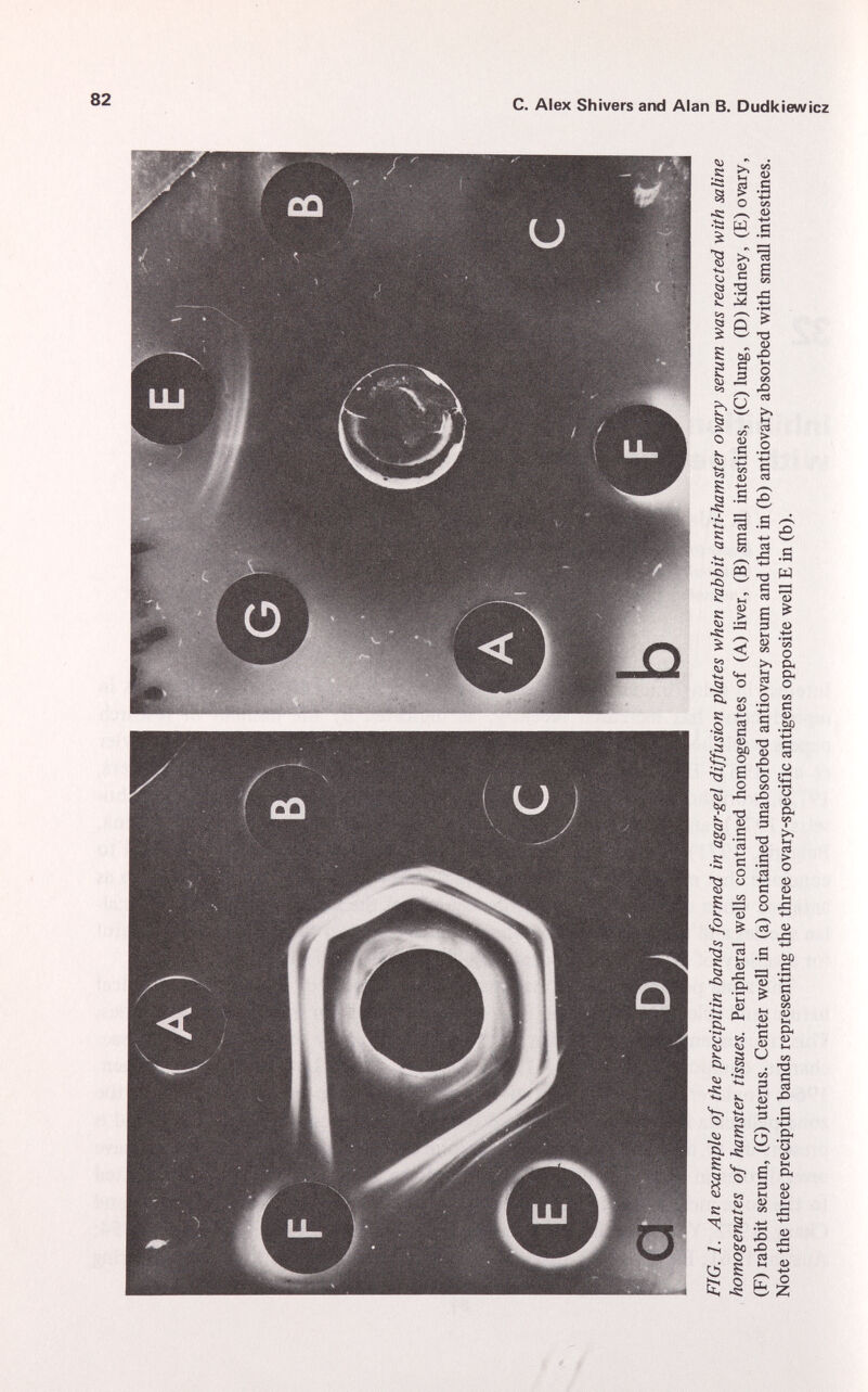 00 IO FIG. 1. An example of the precipitin bands formed in agar-gel diffusion plates when rabbit anti-hamster ovary serum was reacted with saline homogenates of hamster tissues. Peripheral wells contained homogenates of (A) liver, (B) small intestines, (C) lung, (D) kidney, (E) ovary, (F) rabbit serum, (G) uterus. Center well in (a) contained unabsorbed antiovary serum and that in (b) antiovaTy absorbed with small intestines. Note the three preciptin bands representing the three ovary-specific antigens opposite well E in (b). O (D X V) < CD 0) 3 a Q) 3 F □ c a 7T n N