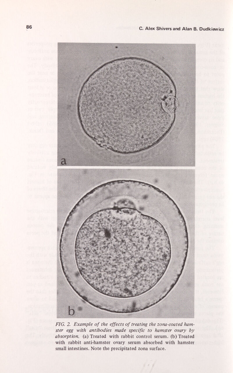 FIG. 2. Example of the effects of treating the zona-coated ham ster egg with antibodies made specific to hamster ovary by absorption, (a) Treated with rabbit control serum, (b) Treated with rabbit anti-hamster ovary serum absorbed with hamster small intestines. Note the precipitated zona surface.