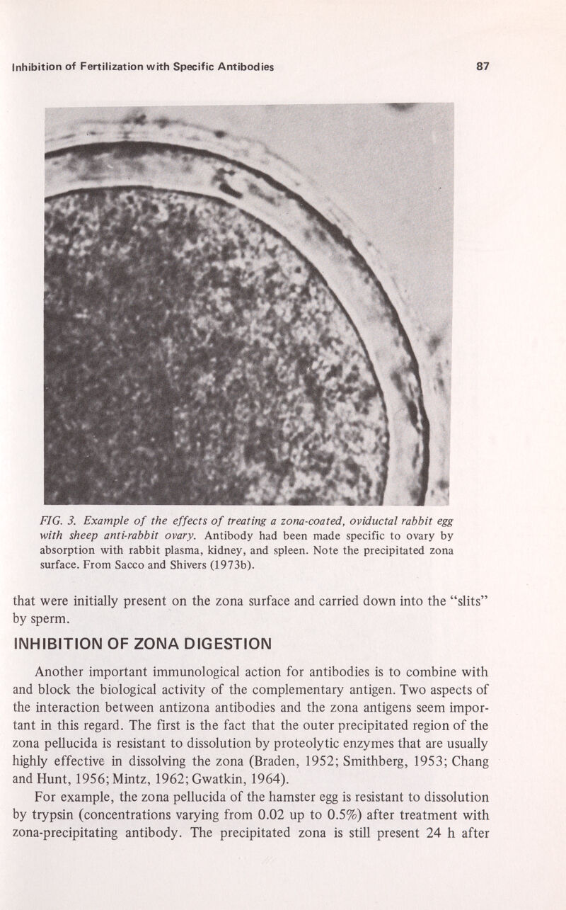 FIG. 3. Example of the effects of treating a zona-coated, oviductal rabbit egg with sheep anti-rabbit ovary. Antibody had been made specific to ovary by absorption with rabbit plasma, kidney, and spleen. Note the precipitated zona surface. From Sacco and Shivers (1973b). that were initially present on the zona surface and carried down into the slits by sperm. INHIBITION OF ZONA DIGESTION Another important immunological action for antibodies is to combine with and block the biological activity of the complementary antigen. Two aspects of the interaction between antizona antibodies and the zona antigens seem impor tant in this regard. The first is the fact that the outer precipitated region of the zona pellucida is resistant to dissolution by proteolytic enzymes that are usually highly effective in dissolving the zona (Braden, 1952; Smithberg, 1953; Chang and Hunt, 1956;Mintz, 1962; Gwatkin, 1964). For example, the zona pellucida of the hamster egg is resistant to dissolution by trypsin (concentrations varying from 0.02 up to 0.5%) after treatment with zona-precipitating antibody. The precipitated zona is still present 24 h after