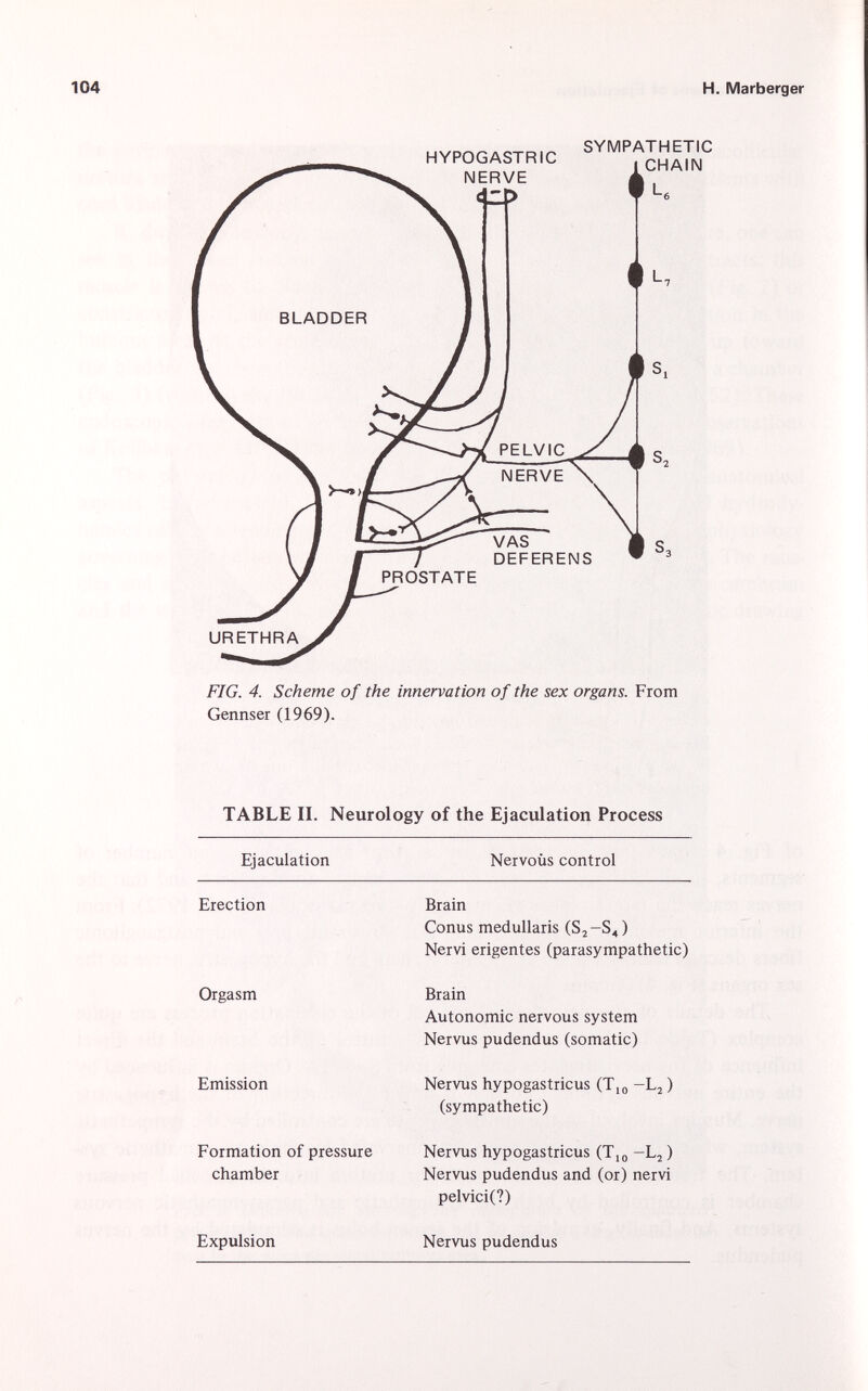 FIG. 4. Scheme of the innervation of the sex organs. From Gennser (1969). TABLE II. Neurology of the Ejaculation Process Ejaculation Nervous control Erection Brain Conus medullaris (S 2 -S 4 ) Nervi engentes (parasympathetic) Orgasm Brain Autonomic nervous system Nervus pudendus (somatic) Emission Nervus hypogastricus (T 10 —L 2 ) (sympathetic) Formation of pressure chamber Nervus hypogastricus (T 10 -L 2 ) Nervus pudendus and (or) nervi pelvici(?) Expulsion Nervus pudendus