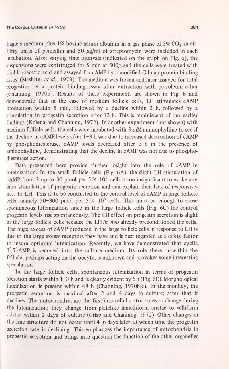 Eagle's medium plus 1% bovine serum albumin in a gas phase of 5% C0 2 in air. Fifty units of penicillin and 50 ng/nû of streptomycin were included in each incubation. After varying time intervals (indicated on the graph on Fig. 6), the suspensions were centrifuged for 5 min at 500g- and the cells were treated with trichloroacetic acid and assayed for cAMP by a modified Gilman protein binding assay (Mashiter et al., 1973). The medium was frozen and later assayed for total progestins by a protein binding assay after extraction with petroleum ether (Channing, 1970b). Results of these experiments are shown in Fig. 6 and demonstrate that in the case of medium follicle cells, LH stimulates cAMP production within 5 min, followed by a decline within 3 h, followed by a stimulation in progestin secretion after 12 h. This is reminiscent of our earlier findings (Kolena and Channing, 1972). In another experiment (not shown) with medium follicle cells, the cells were incubated with 3 mM aminophylline to see if the decline in cAMP levels after 1—3 h was due to increased destruction of cAMP by phosphodiesterase. cAMP levels decreased after 3 h in the presence of aminophylline, demonstrating that the decline in cAMP was not due to phospho diesterase action. Data presented here provide further insight into the role of cAMP in luteinization. In the small follicle cells (Fig. 6A), the slight LH stimulation of cAMP from 3 up to 30 pmol per 5 X 10 7 cells is too insignificant to evoke any later stimulation of progestin secretion and can explain their lack of responsive ness to LH. This is to be contrasted to the control level of cAMP in large follicle cells, namely 50-300 pmol per 5 X 10 7 cells. This must be enough to cause spontaneous luteinization since in the large follicle cells (Fig. 6C) the control progestin levels rise spontaneously. The LH effect on progestin secretion is slight in the large follicle cells because the LH in vivo already preconditioned the cells. The huge excess of cAMP produced in the large follicle cells in response to LH is due to the large excess receptors they have and is best regarded as a safety factor to insure optimum luteinization. Recently, we have demonstrated that cyclic 3',5'-AMP is secreted into the culture medium. Its role there or within the follicle, perhaps acting on the oocyte, is unknown and provokes some interesting speculation. In the large follicle cells, spontaneous luteinization in terms of progestin secretion starts within 1-3 h and is clearly evident by 6 h (Fig. 6C). Morphological luteinization is present within 48 h (Channing, 1970b,c). In the monkey, the progestin secretion is maximal after 2 and 4 days in culture; after that it declines. The mitochondria are the first intracellular structures to change during the luteinization; they change from platelike lamelliform cristae to velliform cristae within 2 days of culture (Crisp and Channing, 1972). Other changes in the fine structure do not occur until 4-6 days later, at which time the progestin secretion rate is declining. This emphasizes the importance of mitochondria in progestin secretion and brings into question the function of the other organelles