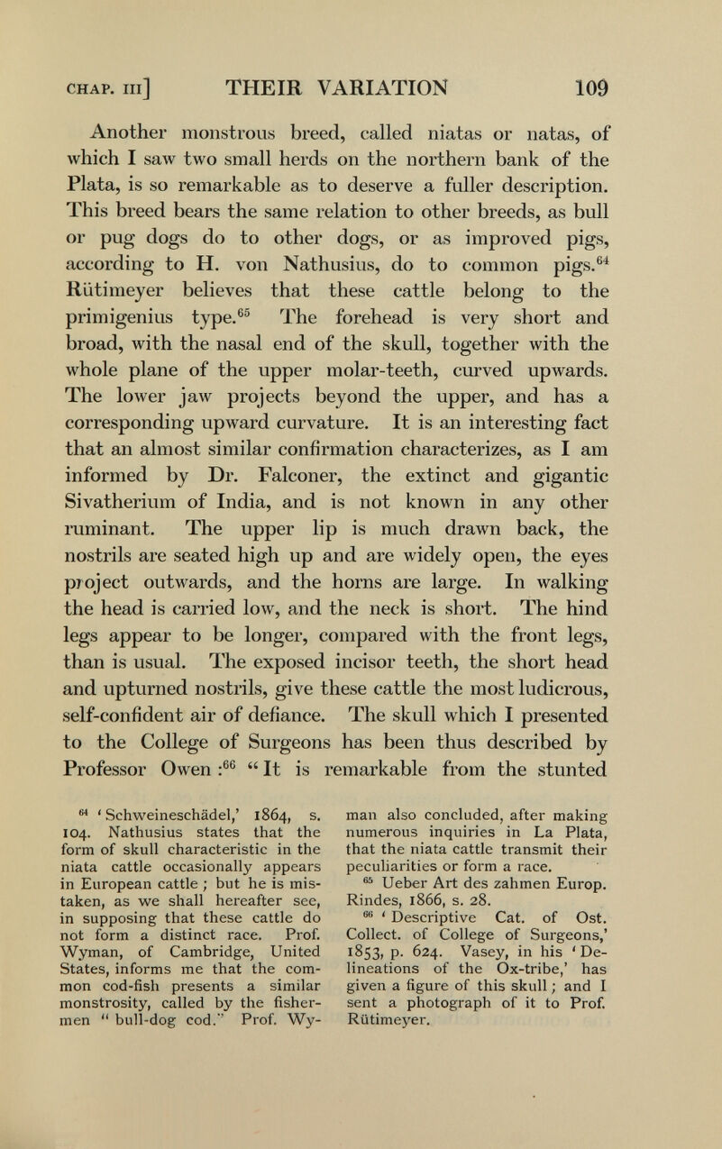 CHAP, m] THEIR VARIATION 109 Another monstrous breed, called niatas or natas, of which I saw two small herds on the northern bank of the Plata, is so remarkable as to deserve a fuller description. This breed bears the same relation to other breeds, as bull or pug dogs do to other dogs, or as improved pigs, according to H. von Nathusius, do to common pigs.®^ Rütimeyer believes that these cattle belong to the primigenius type.®® The forehead is very short and broad, with the nasal end of the skull, together with the whole plane of the upper molar-teeth, curved upwards. The lower jaw projects beyond the upper, and has a corresponding upward curvature. It is an interesting fact that an almost similar confirmation characterizes, as I am informed by Dr. Falconer, the extinct and gigantic Sivatherium of India, and is not known in any other ruminant. The upper lip is much drawn back, the nostrils are seated high up and are widely open, the eyes project outwards, and the horns are large. In walking the head is carried low, and the neck is short. The hind legs appear to be longer, compared with the front legs, than is usual. The exposed incisor teeth, the short head and upturned nostrils, give these cattle the most ludicrous, self-confident air of defiance. The skull which I presented to the College of Surgeons has been thus described by Professor Owen  It is remarkable from the stunted ^ ' Schweineschädel,' 1864, s. 104. Nathusius states that the form of skull characteristic in the niata cattle occasionally appears in European cattle ; but he is mis¬ taken, as we shall hereafter see, in supposing that these cattle do not form a distinct race. Prof. Wyman, of Cambridge, United States, informs me that the com¬ mon cod-fish presents a similar monstrosity, called by the fisher¬ men  bull-dog cod.' Prof. Wy¬ man also concluded, after making numerous inquiries in La Plata, that the niata cattle transmit their peculiarities or form a race. Ueber Art des zahmen Europ. Rindes, 1866, s. 28. ' Descriptive Cat. of Ost. Collect, of College of Surgeons,' 1853, p. 624. Vasey, in his 'De¬ lineations of the Ox-tribe,' has given a figure of this skull ; and I sent a photograph of it to Prof. Rütimeyer.