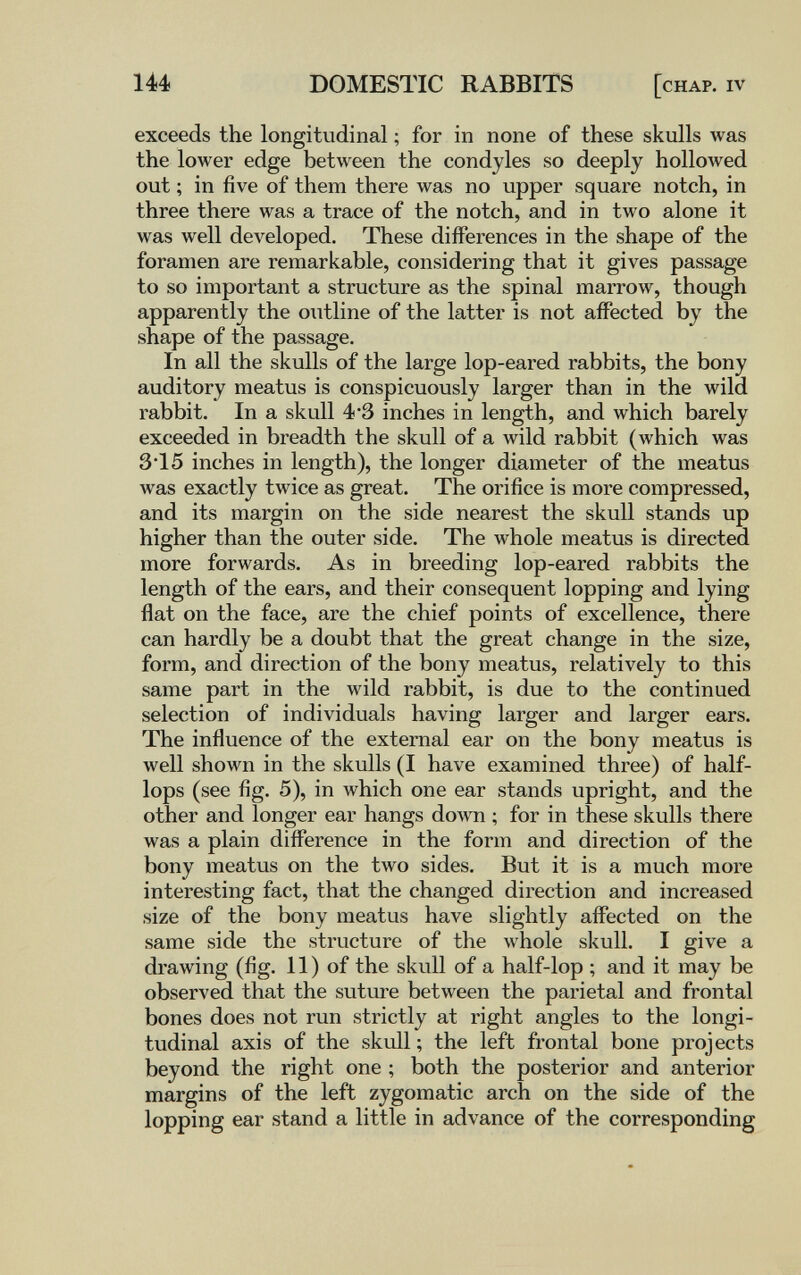 144) DOMESTIC RABBITS [chap, iv exceeds the longitudinal ; for in none of these skulls was the lower edge between the condyles so deeply hollowed out ; in five of them there was no upper square notch, in three there was a trace of the notch, and in two alone it was well developed. These differences in the shape of the foramen are remarkable, considering that it gives passage to so important a structure as the spinal marrow, though apparently the outline of the latter is not affected by the shape of the passage. In all the skulls of the large lop-eared rabbits, the bony auditory meatus is conspicuously larger than in the wild rabbit. In a skull 4*3 inches in length, and which barely exceeded in breadth the skull of a wild rabbit (which was 3*15 inches in length), the longer diameter of the meatus was exactly twice as great. The orifice is more compressed, and its margin on the side nearest the skull stands up higher than the outer side. The whole meatus is directed more forwards. As in breeding lop-eared rabbits the length of the ears, and their consequent lopping and lying flat on the face, are the chief points of excellence, there can hardly be a doubt that the great change in the size, form, and direction of the bony meatus, relatively to this same part in the wild rabbit, is due to the continued selection of individuals having larger and larger ears. The influence of the external ear on the bony meatus is well shown in the skulls (I have examined three) of half- lops (see fig. 5), in which one ear stands upright, and the other and longer ear hangs down ; for in these skulls there was a plain difference in the form and direction of the bony meatus on the two sides. But it is a much more interesting fact, that the changed direction and increased size of the bony meatus have slightly affected on the same side the structure of the whole skull. I give a drawing (fig. 11) of the skull of a half-lop ; and it may be observed that the suture between the parietal and frontal bones does not run strictly at right angles to the longi¬ tudinal axis of the skull ; the left frontal bone projects beyond the right one ; both the posterior and anterior margins of the left zygomatic arch on the side of the lopping ear stand a little in advance of the corresponding