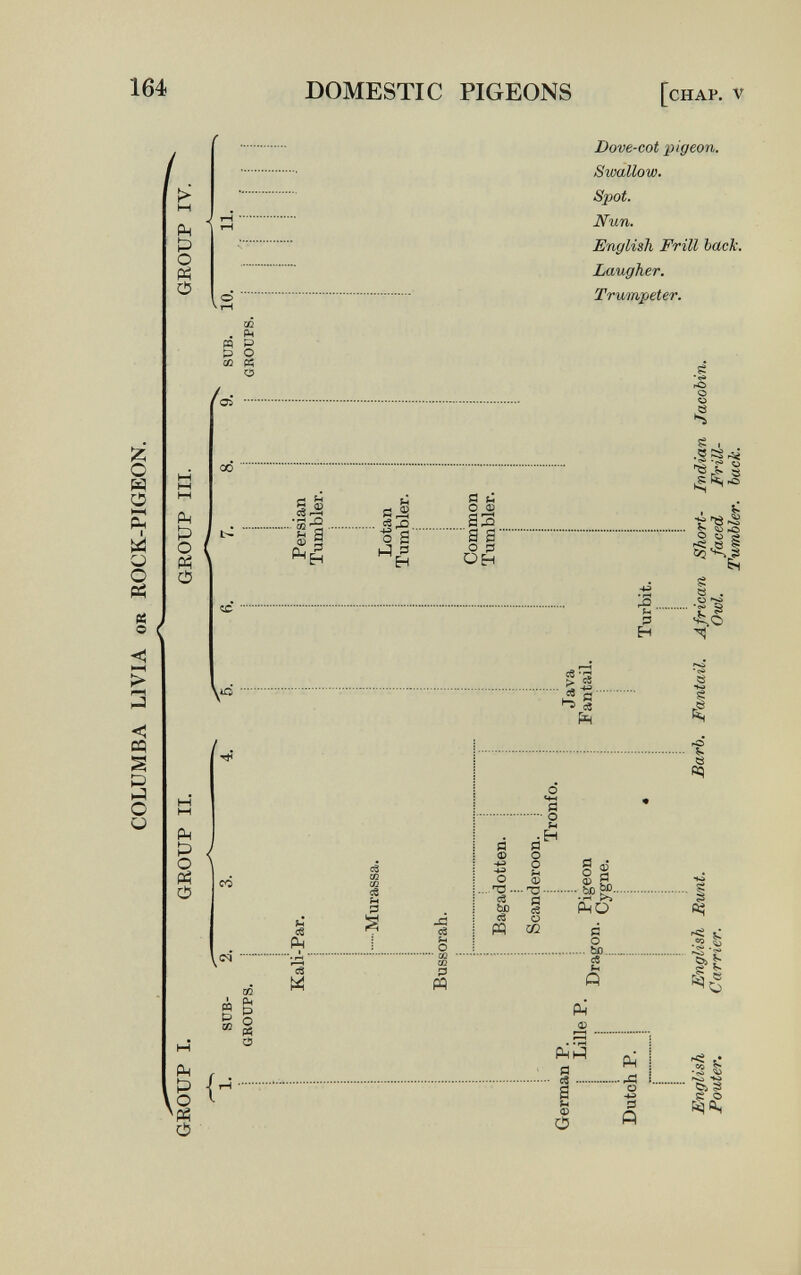164 DOMESTIC PIGEONS [chap, V ьЗ о й Dove-cot pigeon. Swallow. Spot. Nun. English Frill back. Laugher. Trumpeter. OS К О 00 Çk о tí ^ О ä ^ S 4) то I-H •й -Û ей 'ti . sh я Í4 cS ^ * ЧЛ tí о g о ё аз ■а а' о 3 ОН Р H g rC О U s I ~ > s •g'S J 2 й rJï ä s g s . g 8 \id ^'3 ■ 5 -»^ ■ cS f4 e IS Рн о \ tí О С<5 Р fi ce Рн х; й св M р M Ç4 !:з ^tí О ф й  о Í4 Ô 2 ° й о CD (D H, -•'U bß SP- 1 Sü ü 02 с О ho c« fi Рн о; о Ьс M PHHÌ а ce Ф О ..л о S « Ö ^ ь^сц