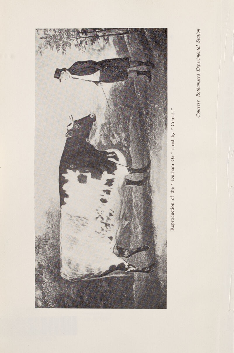 Courtesy Rothamsted Experimental Station Reproduction of the “ Durham Ox ” sired by “ Comet. ”