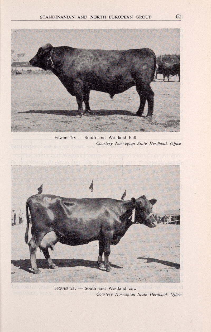 Figure 20. — South and Westland bull. Courtesy Norwegian State Herdbook Office Figure 21. — South and Westland cow. Courtesy Norwegian State Herdbook Office