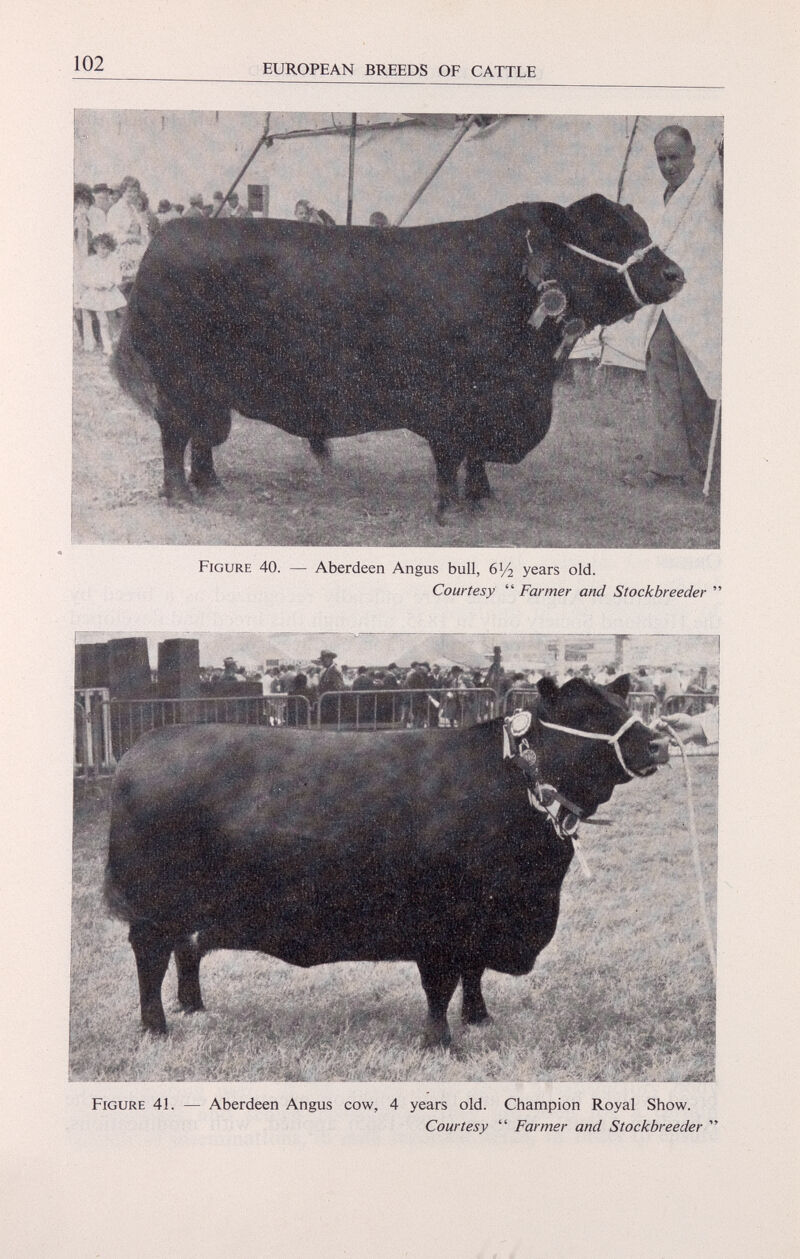 Figure 40. — Aberdeen Angus bull, 6 Vi years old. Courtesy “ Farmer and Stockbreeder ” Figure 41. — Aberdeen Angus cow, 4 years old. Champion Royal Show. Courtesy “ Farmer and Stockbreeder ”