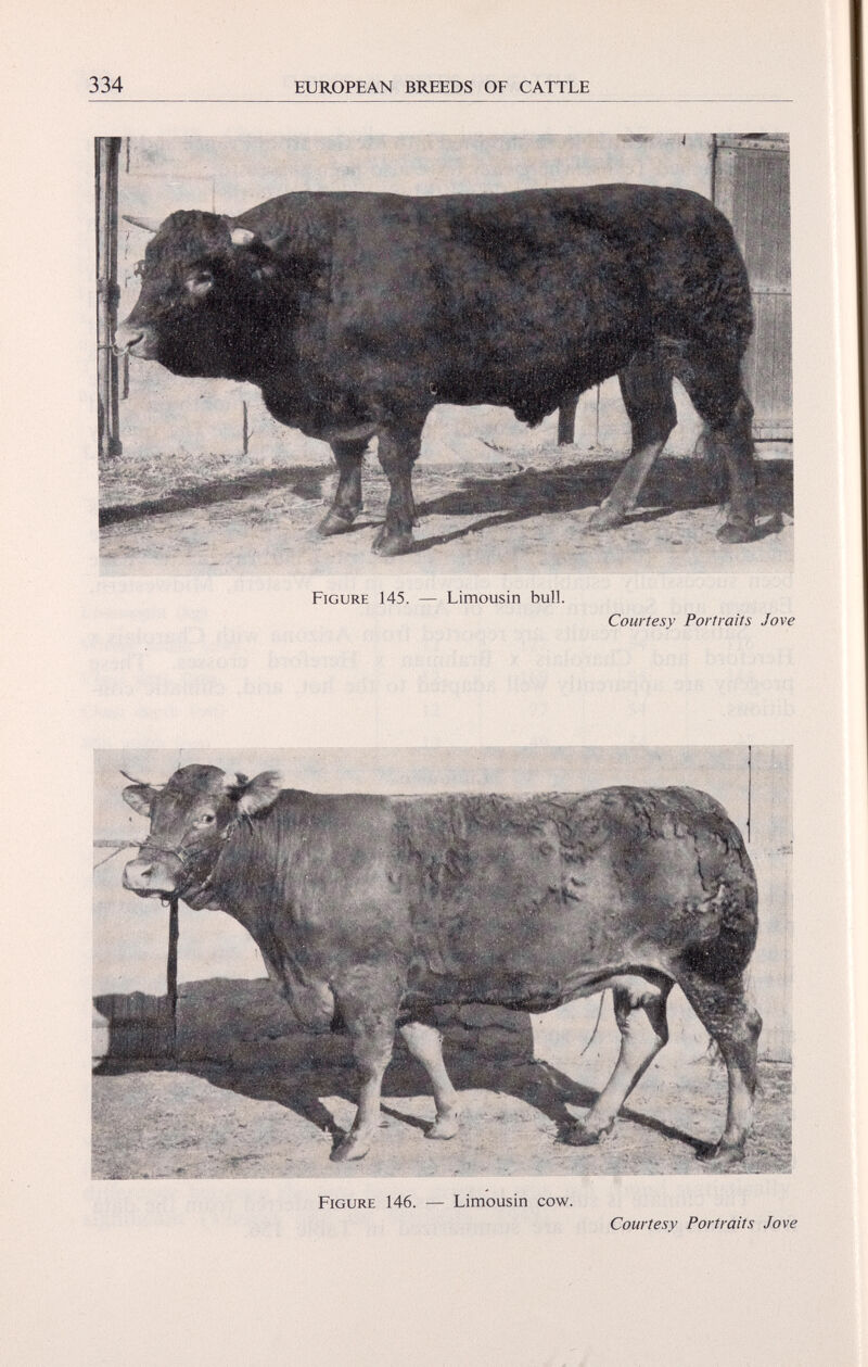 334 EUROPEAN BREEDS OF CATTLE Figure 145. — Limousin bull. Courtesy Portraits Jove Figure 146. — Limousin cow. Courtesy Portraits Jove