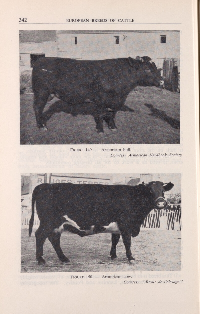 Figure 149. — Armorican bull. Courtesy Armorican Herdbook Society Figure 150. — Armorican cow. Courtesy “Revue de Velevage ”