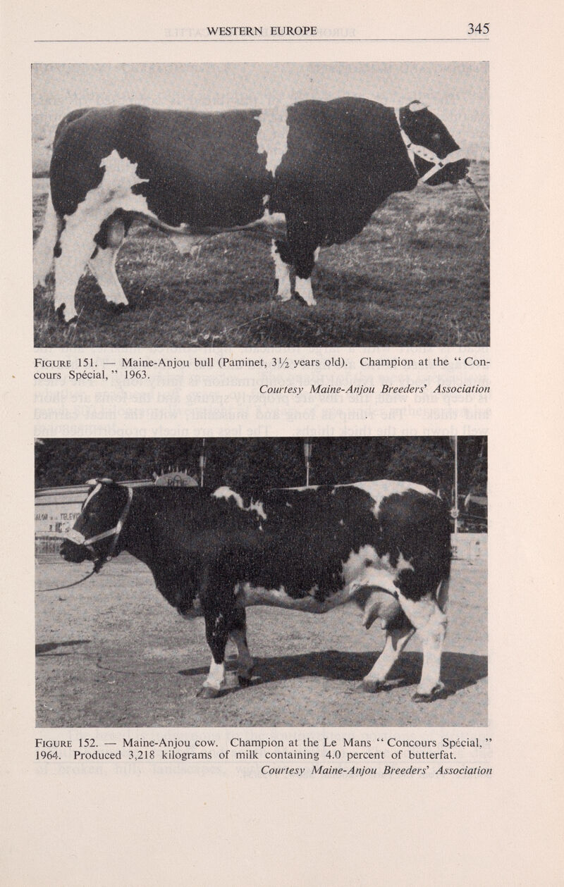 Figure 151. — Maine-Anjou bull (Paminet, 3'/2 years old). Champion at the “Con cours Spécial,” 1963. Courtesy Maine-Anjou Breeders' Association Figure 152. — Maine-Anjou cow. Champion at the Le Mans “Concours Spécial,” 1964. Produced 3,218 kilograms of milk containing 4.0 percent of butterfat. Courtesy Maine-Anjou Breeders' Association