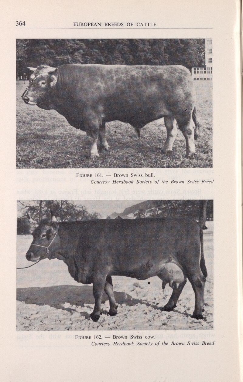 Figure 161. — Brown Swiss bull. Courtesy Herdbook Society of the Brown Swiss Breed Figure 162. — Brown Swiss cow. Courtesy Herdbook Society of the Brown Swiss Breed