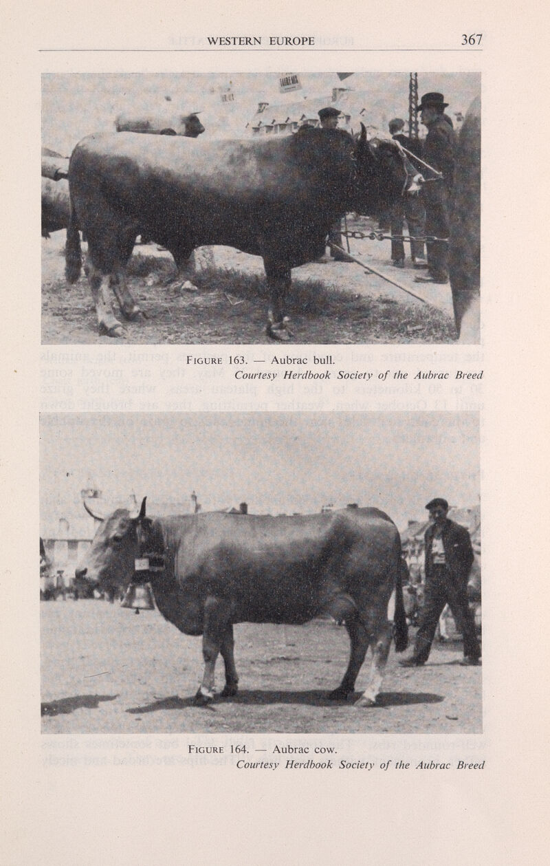 Figure 163. — Aubrac bull. Courtesy Herdbook Society of the Aubrac Breed Figure 164. — Aubrac cow. Courtesy Herdbook Society of the Aubrac Breed