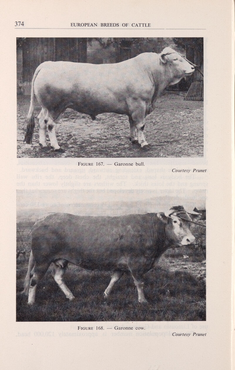 Figure 167. — Garonne bull. Courtesy Prunet Figure 168. — Garonne cow. Courtesy Prunet