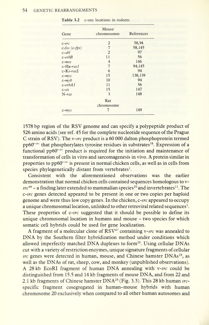 54 GENETIC REARRANGEMENTS Table 3.2 c-onc locations in rodents Mouse 1578 bp region of the RSV genome and can specify a polypeptide product of 526 amino acids (see ref. 45 for the complete nucleotide sequence of the Prague С strain of RSV). The v-src product is a 60 ООО dalton phosphoprotein termed ррбО'^ that phosphorylates tyrosine residues in substrates^^ Expression of a functional ррбО'^ product is required for the initiation and maintenance of transformation of cells in vitro and sarcomagenesis in vivo. A protein similar in properties to ррбО'^^ is present in normal chicken cells, as well as in cells from species phylogenetically distant from vertebrates'. Consistent with the aforementioned observations was the earlier demonstration that normal chicken cells contained sequences homologous to v- src*^ - a finding later extended to mammalian species^'' and invertebrates. The c-src genes detected appeared to be present in one or two copies per haploid genome and were thus low copy genes. In the chicken, c-src appeared to occupy a unique chromosomal location, unlinked to other retroviral related sequences'. These properties of c-src suggested that it should be possible to define its unique chromosomal location in humans and mouse - two species for which somatic cell hybrids could be used for gene localization. A fragment of a molecular clone of RS containing v-src was annealed to DNA by the Southern filter hybridization method under conditions which allowed imperfectly matched DNA duplexes to form^®. Using cellular DNAs cut with a variety of restriction enzymes, unique signature fragments of cellular src genes were detected in human, mouse, and Chinese hamster DNAs^^, as well as the DNAs of rat, sheep, cow, and monkey (unpublished observations). A 28 kb EcoRI fragment of human DNA annealing with v-src could be distinguished from 15.5 and 14 kb fragments of mouse DNA, and from 22 and 2.1 kb fragments of Chinese hamster DNA^^ (Fig- 3.3). This 28 kb human src- specific fragment cosegregated in human-mouse hybrids with human chromosome 20 exclusively when compared to all other human autosomes and