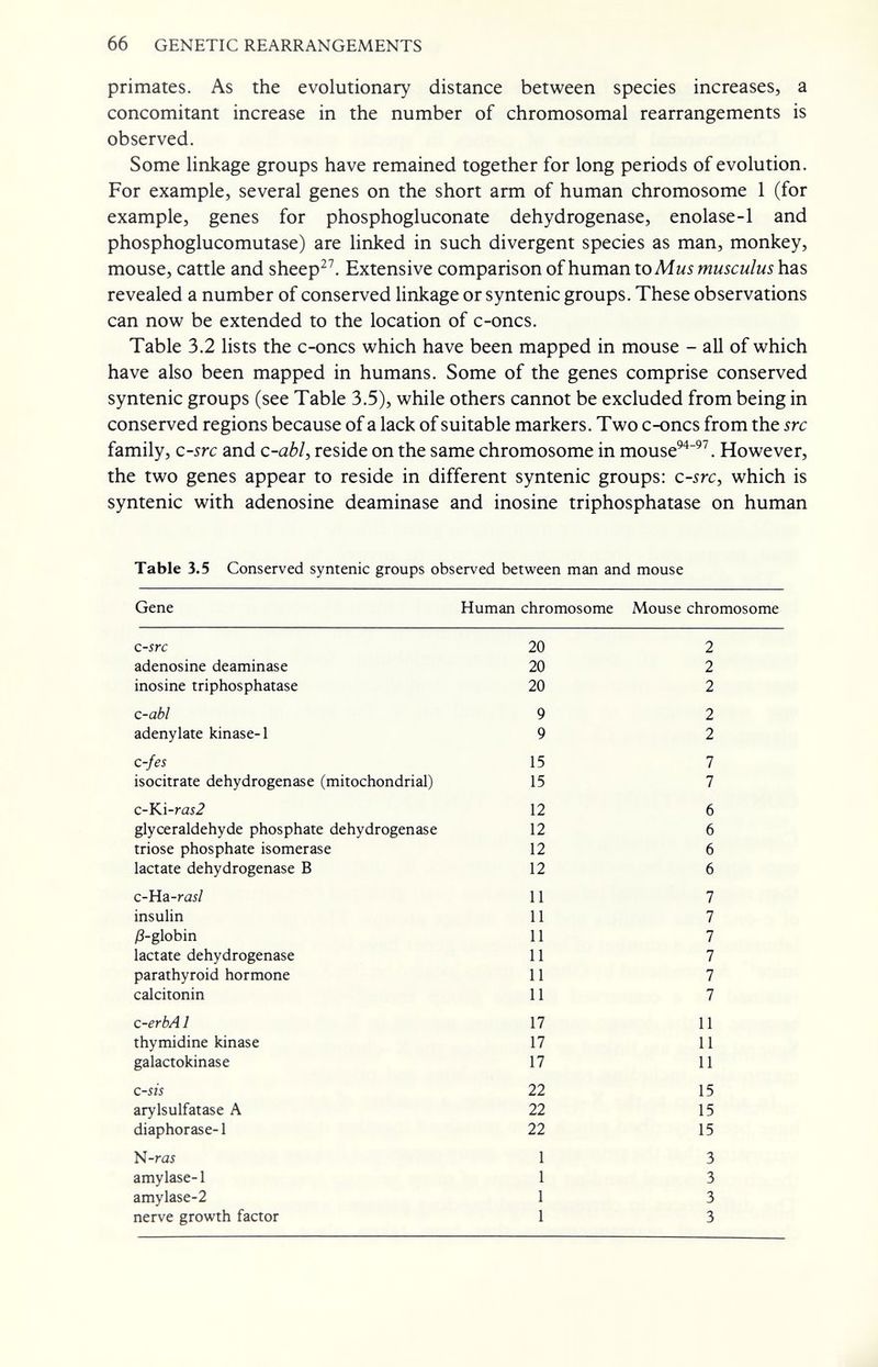 66 GENETIC REARRANGEMENTS primates. As the evolutionary distance between species increases, a concomitant increase in the number of chromosomal rearrangements is observed. Some linkage groups have remained together for long periods of evolution. For example, several genes on the short arm of human chromosome 1 (for example, genes for phosphogluconate dehydrogenase, enolase-1 and phosphoglucomutase) are linked in such divergent species as man, monkey, mouse, cattle and sheep^^ Extensive comparison of human to Mus musculus has revealed a number of conserved linkage or syntenic groups. These observations can now be extended to the location of c-oncs. Table 3.2 lists the c-oncs which have been mapped in mouse - all of which have also been mapped in humans. Some of the genes comprise conserved syntenic groups (see Table 3.5), while others cannot be excluded from being in conserved regions because of a lack of suitable markers. Two c-oncs from the src family, c-src and c-abi, reside on the same chromosome in mouse^^^^. However, the two genes appear to reside in different syntenic groups: c-src, which is syntenic with adenosine deaminase and inosine triphosphatase on human Table 3.5 Conserved syntenic groups observed between man and mouse