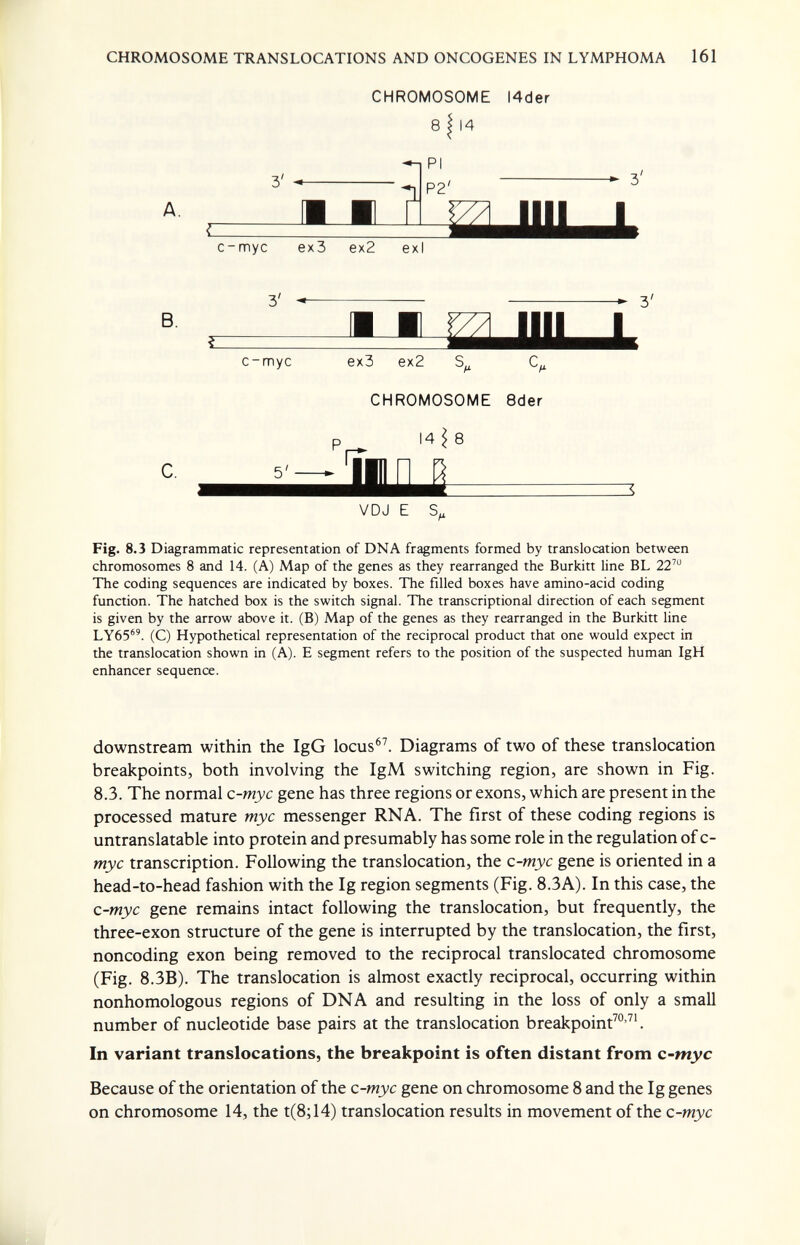 CHROMOSOME TRANSLOCATIONS AND ONCOGENES IN LYMPHOMA 161 3' CHROMOSOME I4der 8 I 14 PI P2' 3' c-myc ex3 ex2 exi 3' B. m m I 1 3' c-myc 5' ex3 ex2 CHROMOSOME 8der 14 Ì 8 ì VDJ E S Fig. 8.3 Diagrammatic representation of DNA fragments formed by translocation between chromosomes 8 and 14. (A) Map of the genes as they rearranged the Burkitt line BL 22' The coding sequences are indicated by boxes. The filled boxes have amino-acid coding function. The hatched box is the switch signal. The transcriptional direction of each segment is given by the arrow above it. (B) Map of the genes as they rearranged in the Burkitt line LY65. (C) Hypothetical representation of the reciprocal product that one would expect in the translocation shown in (A). E segment refers to the position of the suspected human IgH enhancer sequence. downstream within the IgG locus®^ Diagrams of two of these translocation breakpoints, both involving the IgM switching region, are shown in Fig. 8.3. The normal c-myc gene has three regions or exons, which are present in the processed mature myc messenger RNA. The first of these coding regions is untranslatable into protein and presumably has some role in the regulation of c- myc transcription. Following the translocation, the c-myc gene is oriented in a head-to-head fashion with the Ig region segments (Fig. 8.3A). In this case, the c-myc gene remains intact following the translocation, but frequently, the three-exon structure of the gene is interrupted by the translocation, the first, noncoding exon being removed to the reciprocal translocated chromosome (Fig. 8.3B). The translocation is almost exactly reciprocal, occurring within nonhomologous regions of DNA and resulting in the loss of only a small number of nucleotide base pairs at the translocation breakpoint™-^'. In variant translocations, the breakpoint is often distant from c-myc Because of the orientation of the c-myc gene on chromosome 8 and the Ig genes on chromosome 14, the t(8;14) translocation results in movement of the c-myc