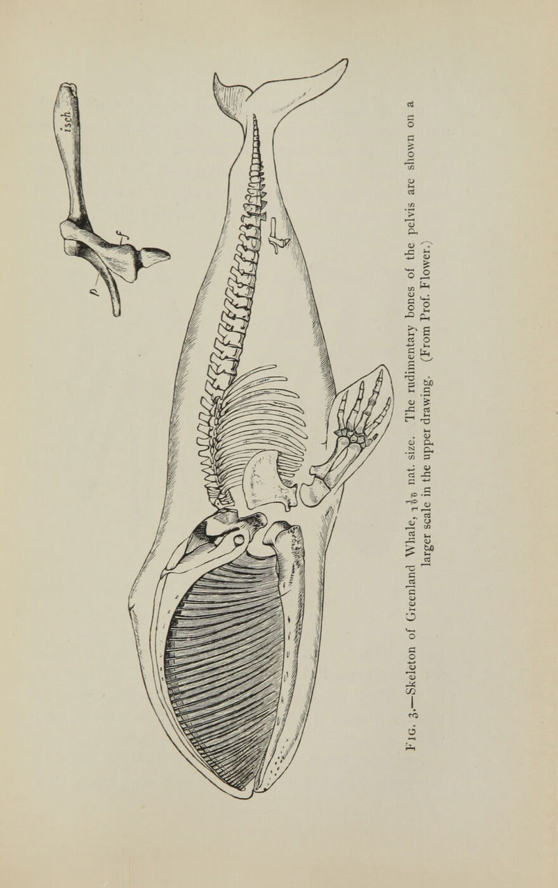 Fig. 3. —Skeleton of Greenland Whale, nat. size. The rudimentary bones of the pelvis are shown on a larger scale in the upper drawing. (From Prof. Flower.)