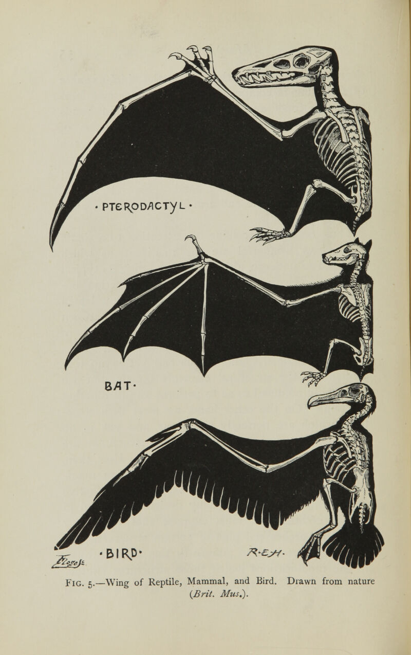 Fig. 5.—Wing of Reptile, Mammal, and Bird. Drawn from nature {Brit. Mus .).