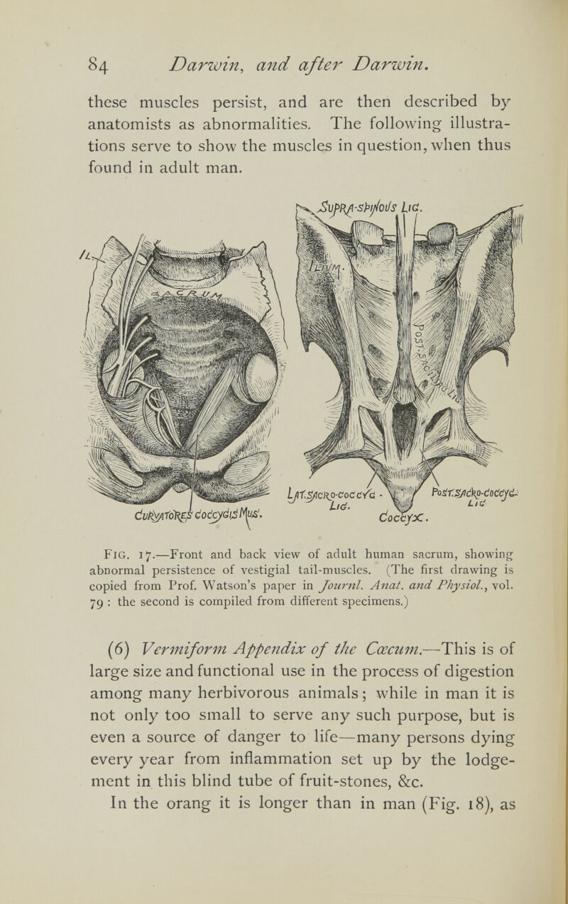 these muscles persist, and are then described by anatomists as abnormalities. The following illustra tions serve to show the muscles in question, when thus found in adult man. Fig. 17.—Front and back view of adult human sacrum, showing abnormal persistence of vestigial tail-muscles. (The first drawing is copied from Prof. Watson’s paper in Journl. Anat. and Physiol., vol. 79 : the second is compiled from different specimens.) (6) Vermiform Appendix of the Cæcum .—This is of large size and functional use in the process of digestion among many herbivorous animals ; while in man it is not only too small to serve any such purpose, but is even a source of danger to life—many persons dying every year from inflammation set up by the lodge ment in this blind tube of fruit-stones, &c. In the orang it is longer than in man (Fig. 18), as