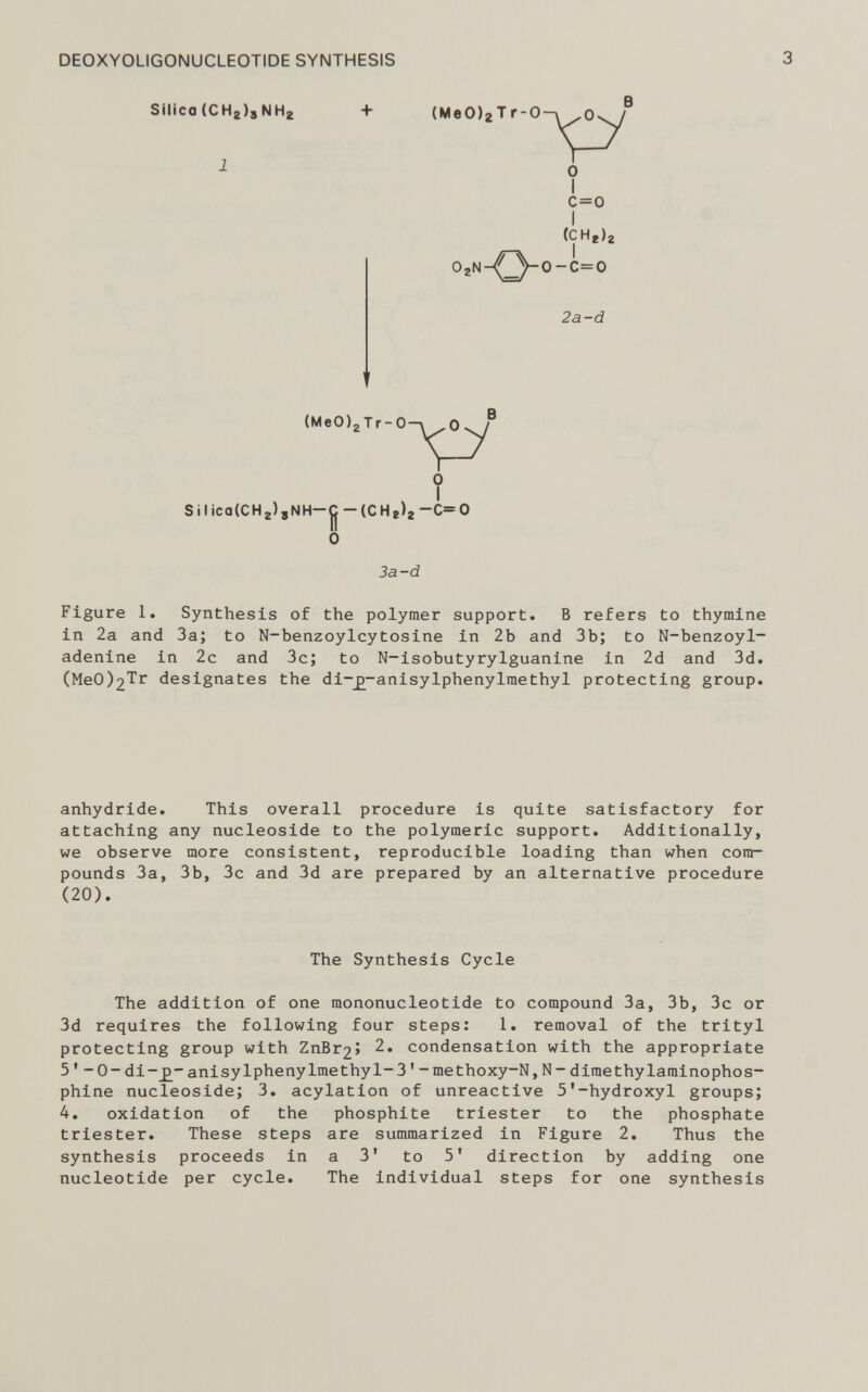 Silica (CH 2 ) 9 NHj, + (MeO) 2 T r-0 B I 0 c=o 2a-d (MeO ) 2 Tr- 0 B 0 Silica(CH 2 ),NH-jj -(CH 8 ) 2 —C=0 0 3a-d Figure 1. Synthesis of the polymer support. B refers to thymine in 2a and 3a; to N-benzoylcytosine in 2b and 3b; to N-benzoyl- adenine in 2c and 3c; to N-isobutyrylguanine in 2d and 3d. (MeO^Tr designates the di-£-anisylphenylmethyl protecting group. attaching any nucleoside to the polymeric support. Additionally, we observe more consistent, reproducible loading than when com pounds 3a, 3b, 3c and 3d are prepared by an alternative procedure The addition of one mononucleotide to compound 3a, 3b, 3c or 3d requires the following four steps: 1. removal of the trityl protecting group with ZnBr 2 > 2 . condensation with the appropriate 5 ’ - 0- di-j 3 - anisylpheny Ime thy 1- 3 1 - methoxy-N, N - dime thy larainophos- phine nucleoside; 3. acylation of unreactive 5'-hydroxyl groups; 4. oxidation of the phosphite triester to the phosphate triester. These steps are summarized in Figure 2. Thus the synthesis proceeds in a 3' to 5’ direction by adding one nucleotide per cycle. The individual steps for one synthesis anhydride. This overall procedure is quite satisfactory for ( 20 ) The Synthesis Cycle