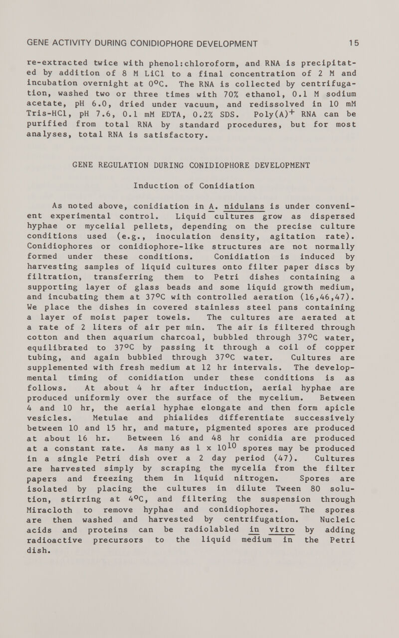 re-extracted twice with phenol:chloroform, and RNA is precipitat ed by addition of 8 M LiCl to a final concentration of 2 M and incubation overnight at 0°C. The RNA is collected by centrifuga tion, washed two or three times with 70% ethanol, 0.1 M sodium acetate, pH 6.0, dried under vacuum, and redissolved in 10 mM Tris-HCl, pH 7.6, 0.1 mM EDTA, 0.2% SDS. Poly(A)+ RNA can be purified from total RNA by standard procedures, but for most analyses, total RNA is satisfactory. GENE REGULATION DURING CONIDIOPHORE DEVELOPMENT Induction of Conidiation As noted above, conidiation in A^. nidulans is under conveni ent experimental control. Liquid cultures grow as dispersed hyphae or mycelial pellets, depending on the precise culture conditions used (e.g., inoculation density, agitation rate). Conidiophores or conidiophore-like structures are not normally formed under these conditions. Conidiation is induced by harvesting samples of liquid cultures onto filter paper discs by filtration, transferring them to Petri dishes containing a supporting layer of glass beads and some liquid growth medium, and incubating them at 37°C with controlled aeration (16,46,47). We place the dishes in covered stainless steel pans containing a layer of moist paper towels. The cultures are aerated at a rate of 2 liters of air per min. The air is filtered through cotton and then aquarium charcoal, bubbled through 37°C water, equilibrated to 37 °C by passing it through a coil of copper tubing, and again bubbled through 37°C water. Cultures are supplemented with fresh medium at 12 hr intervals. The develop mental timing of conidiation under these conditions is as follows. At about 4 hr after induction, aerial hyphae are produced uniformly over the surface of the mycelium. Between 4 and 10 hr, the aerial hyphae elongate and then form apicle vesicles. Metulae and phialides differentiate successively between 10 and 15 hr, and mature, pigmented spores are produced at about 16 hr. Between 16 and 48 hr conidia are produced at a constant rate. As many as 1 x lO^O spores may be produced in a single Petri dish over a 2 day period (47). Cultures are harvested simply by scraping the mycelia from the filter papers and freezing them in liquid nitrogen. Spores are isolated by placing the cultures in dilute Tween 80 solu tion, stirring at 4°C, and filtering the suspension through Miracloth to remove hyphae and conidiophores. The spores are then washed and harvested by centrifugation. Nucleic acids and proteins can be radiolabled ^n vltro by adding radioactive precursors to the liquid medium in the Petri dish.