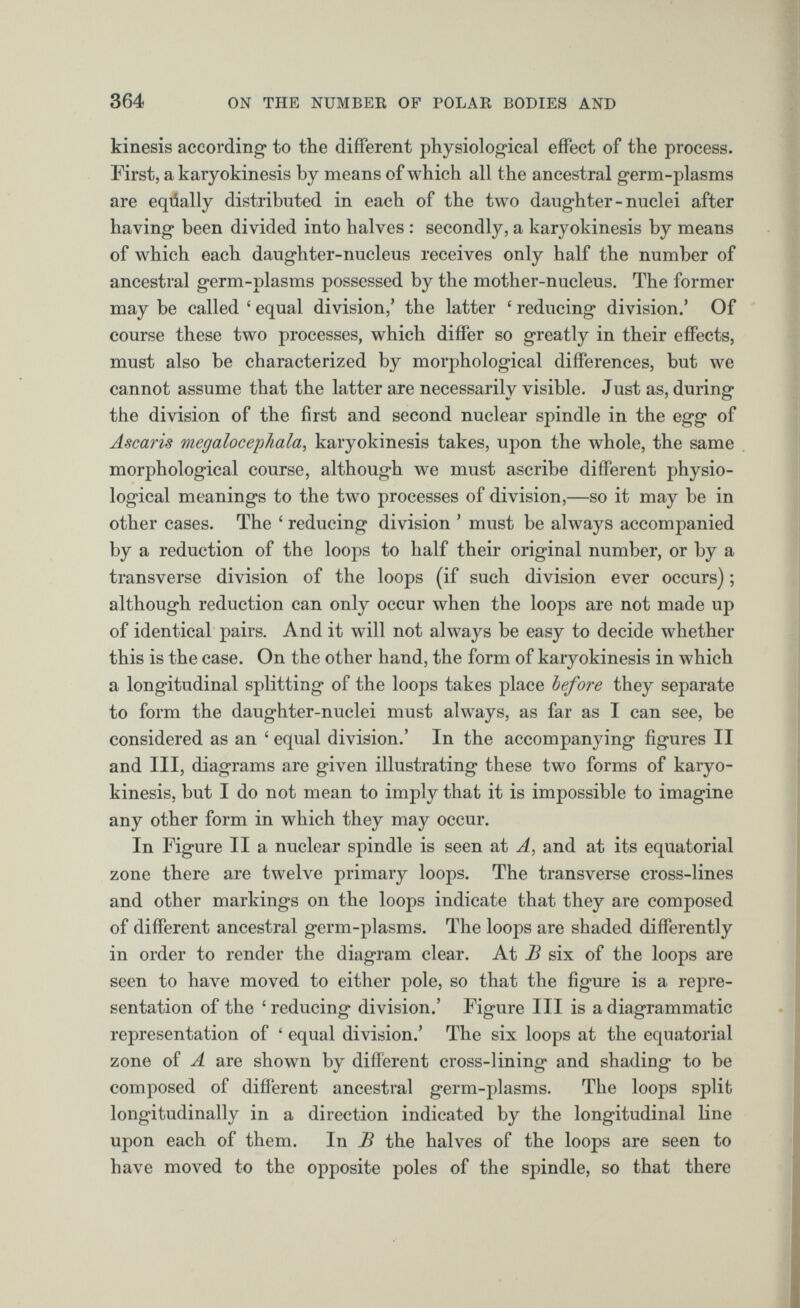 kinesis according to the different physiological effect of the process. First, a karyokinesis by means of which all the ancestral germ-plasms are eqúally distributed in each of the two daughter-nuclei after having been divided into halves : secondly, a karyokinesis by means of which each daughter-nucleus receives only half the number of ancestral germ-plasms possessed by the mother-nucleus. The former may be called 4 equal division,’ the latter 4 reducing division.’ Of course these two processes, which differ so greatly in their effects, must also be characterized by morphological differences, but we cannot assume that the latter are necessarily visible. Just as, during the division of the first and second nuclear spindle in the egg of Ascaris megalocephala , karyokinesis takes, upon the whole, the same morphological course, although we must ascribe different physio logical meanings to the two processes of division,—so it may be in other cases. The 4 reducing division ’ must be always accompanied by a reduction of the loops to half their original number, or by a transverse division of the loops (if such division ever occurs); although reduction can only occur when the loops are not made up of identical pairs. And it will not always be easy to decide whether this is the case. On the other hand, the form of karyokinesis in which a longitudinal splitting of the loops takes place before they separate to form the daughter-nuclei must always, as far as I can see, be considered as an 4 equal division.’ In the accompanying figures II and III, diagrams are given illustrating these two forms of karyo kinesis, but I do not mean to imply that it is impossible to imagine any other form in which they may occur. In Figure II a nuclear spindle is seen at A, and at its equatorial zone there are twelve primary loops. The transverse cross-lines and other markings on the loops indicate that they are composed of different ancestral germ-plasms. The loops are shaded differently in order to render the diagram clear. At B six of the loops are seen to have moved to either pole, so that the figure is a repre sentation of the 4 reducing division.’ Figure III is a diagrammatic representation of 4 equal division.’ The six loops at the equatorial zone of A are shown by different cross-lining and shading to be composed of different ancestral germ-plasms. The loops split longitudinally in a direction indicated by the longitudinal line upon each of them. In B the halves of the loops are seen to have moved to the opposite poles of the spindle, so that there