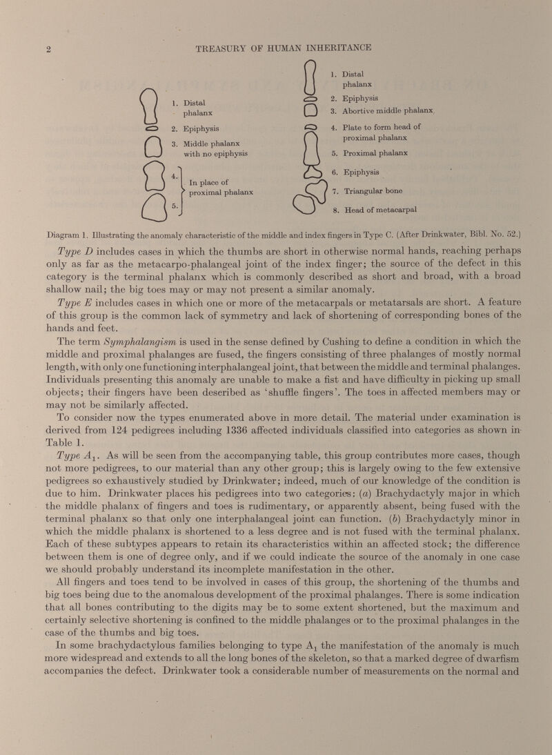 1. Distal phalanx 2. Epiphysis 3. Middle phalanx with no epiphysis J I In place of r proximal phalanx 5.J 1. Distal phalanx Epiphysis Abortive middle phalanx Plate to form head of proximal phalanx Proximal phalanx Epiphysis Triangular bone Head of metacarpal Diagram 1. Illustrating the anomaly characteristic of the middle and index fingers in Type C. (After Drinkwater, Bibl. No. 52.) Type D includes cases in which the thumbs are short in otherwise normal hands, reaching perhaps only as far as the metacarpo-phalangeal joint of the index finger; the source of the defect in this category is the terminal phalanx which is commonly described as short and broad, with a broad shallow nail; the big toes may or may not present a similar anomaly. Type E includes cases in which one or more of the metacarpals or metatarsals are short. A feature of this group is the common lack of symmetry and lack of shortening of corresponding hones of the hands and feet. The term Symphalangism is used in the sense defined by Cushing to define a condition in which the middle and proximal phalanges are fused, the fingers consisting of three phalanges of mostly normal length, with only one functioning interphalangeal joint, that between the middle and terminal phalanges. Individuals presenting this anomaly are unable to make a fist and have difficulty in picking up small objects; their fingers have been described as ‘shuffle fingers’. The toes in affected members may or may not be similarly affected. To consider now the typos enumerated above in more detail. The material under examination is derived from 124 pedigrees including 1336 affected individuals classified into categories as shown in Table 1. Type A ± . As will be seen from the accompanying table, this group contributes more cases, though not more pedigrees, to our material than any other group; this is largely owing to the few extensive pedigrees so exhaustively studied by Drinkwater; indeed, much of our knowledge of the condition is due to him. Drinkwater places his pedigrees into two categories; (a) Brachydactyly major in which the middle phalanx of fingers and toes is rudimentary, or apparently absent, being fused with the terminal phalanx so that only one interphalangeal joint can function. ( b ) Brachydactyly minor in which the middle phalanx is shortened to a less degree and is not fused with the terminal phalanx. Each of these subtypes appears to retain its characteristics within an affected stock; the difference between them is one of degree only, and if we could indicate the source of the anomaly in one case we should probably understand its incomplete manifestation in the other. All fingers and toes tend to be involved in cases of this group, the shortening of the thumbs and big toes being due to the anomalous development of the proximal phalanges. There is some indication that all bones contributing to the digits may be to some extent shortened, but the maximum and certainly selective shortening is confined to the middle phalanges or to the proximal phalanges in the case of the thumbs and big toes. In some brachydactylous families belonging to type A t the manifestation of the anomaly is much more widespread and extends to all the long bones of the skeleton, so that a marked degree of dwarfism accompanies the defect. Drinkwater took a considerable number of measurements on the normal and