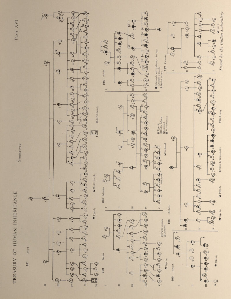 TREASURY OF HUMAN INHERITANCE Syndatcyly Plate XVI