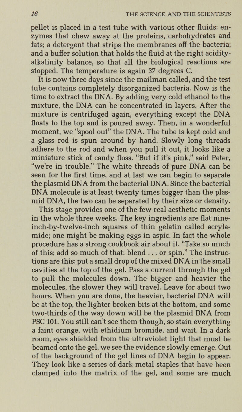 16 THE SCIENCE AND THE SCIENTISTS pellet is placed in a test tube with various other fluids: en¬ zymes that chew away at the proteins, carbohydrates and fats; a detergent that strips the membranes off the bacteria; and a buffer solution that holds the fluid at the right acidity- alkalinity balance, so that all the biological reactions are stopped. The temperature is again 37 degrees C. It is now three days since the mailman called, and the test tube contains completely disorganized bacteria. Now is the time to extract the DNA. By adding very cold ethanol to the mixture, the DNA can be concentrated in layers. After the mixture is centrifuged again, everything except the DNA floats to the top and is poured away. Then, in a wonderful moment, we spool out the DNA. The tube is kept cold and a glass rod is spun around by hand. Slowly long threads adhere to the rod and when you pull it out, it looks like a miniature stick of candy floss. But if it's pink, said Peter, we're in trouble. The white threads of pure DNA can be seen for the first time, and at last we can begin to separate the plasmid DNA from the bacterial DNA. Since the bacterial DNA molecule is at least twenty times bigger than the plas¬ mid DNA, the two can be separated by their size or density. This stage provides one of the few real aesthetic moments in the whole three weeks. The key ingredients are flat nine- inch-by-twelve-inch squares of thin gelatin called acryla- mide; one might be making eggs in aspic. In fact the whole procedure has a strong cookbook air about it. Take so much of this; add so much of that; blend ... or spin. The instruc¬ tions are this: put a small drop of the mixed DNA in the small cavities at the top of the gel. Pass a current through the gel to pull the molecules down. The bigger and heavier the molecules, the slower they will travel. Leave for about two hours. When you are done, the heavier, bacterial DNA will be at the top, the lighter broken bits at the bottom, and some two-thirds of the way down will be the plasmid DNA from PSC101. You still can't see them though, so stain everything a faint orange, with ethidium bromide, and wait. In a dark room, eyes shielded from the ultraviolet light that must be beamed onto the gel, we see the evidence slowly emerge. Out of the background of the gel lines of DNA begin to appear. They look like a series of dark metal staples that have been clamped into the matrix of the gel, and some are much