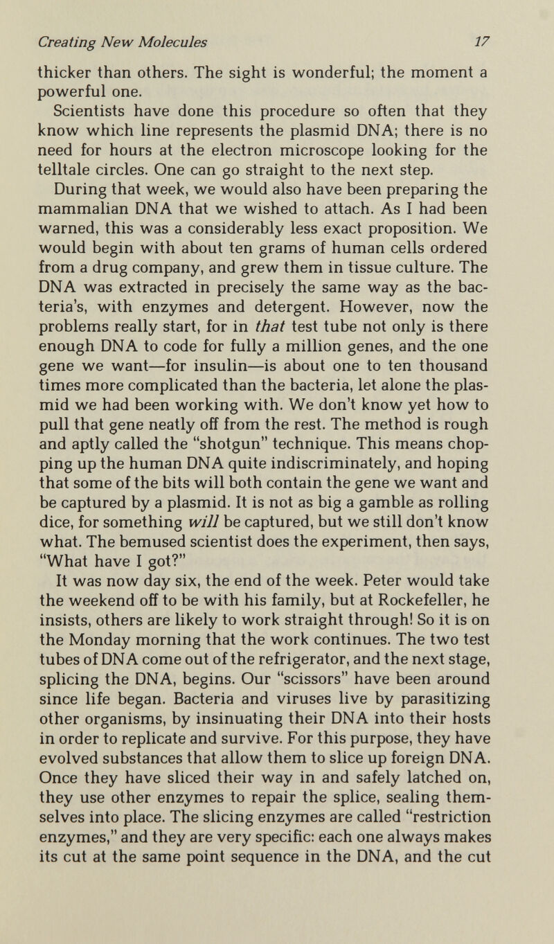 Creating New Molecules 17 thicker than others. The sight is wonderful; the moment a powerful one. Scientists have done this procedure so often that they know which line represents the plasmid DNA; there is no need for hours at the electron microscope looking for the telltale circles. One can go straight to the next step. During that week, we would also have been preparing the mammalian DNA that we wished to attach. As I had been warned, this was a considerably less exact proposition. We would begin with about ten grams of human cells ordered from a drug company, and grew them in tissue culture. The DNA was extracted in precisely the same way as the bac¬ teria's, with enzymes and detergent. However, now the problems really start, for in that test tube not only is there enough DNA to code for fully a million genes, and the one gene we want—for insulin—is about one to ten thousand times more complicated than the bacteria, let alone the plas¬ mid we had been working with. We don't know yet how to pull that gene neatly off from the rest. The method is rough and aptly called the shotgun technique. This means chop¬ ping up the human DNA quite indiscriminately, and hoping that some of the bits will both contain the gene we want and be captured by a plasmid. It is not as big a gamble as rolling dice, for something will be captured, but we still don't know what. The bemused scientist does the experiment, then says, What have I got? It was now day six, the end of the week. Peter would take the weekend off to be with his family, but at Rockefeller, he insists, others are likely to work straight through! So it is on the Monday morning that the work continues. The two test tubes of DNA come out of the refrigerator, and the next stage, splicing the DNA, begins. Our scissors have been around since life began. Bacteria and viruses live by parasitizing other organisms, by insinuating their DNA into their hosts in order to replicate and survive. For this purpose, they have evolved substances that allow them to slice up foreign DNA. Once they have sliced their way in and safely latched on, they use other enzymes to repair the splice, sealing them¬ selves into place. The slicing enzymes are called restriction enzymes, and they are very specific: each one always makes its cut at the same point sequence in the DNA, and the cut
