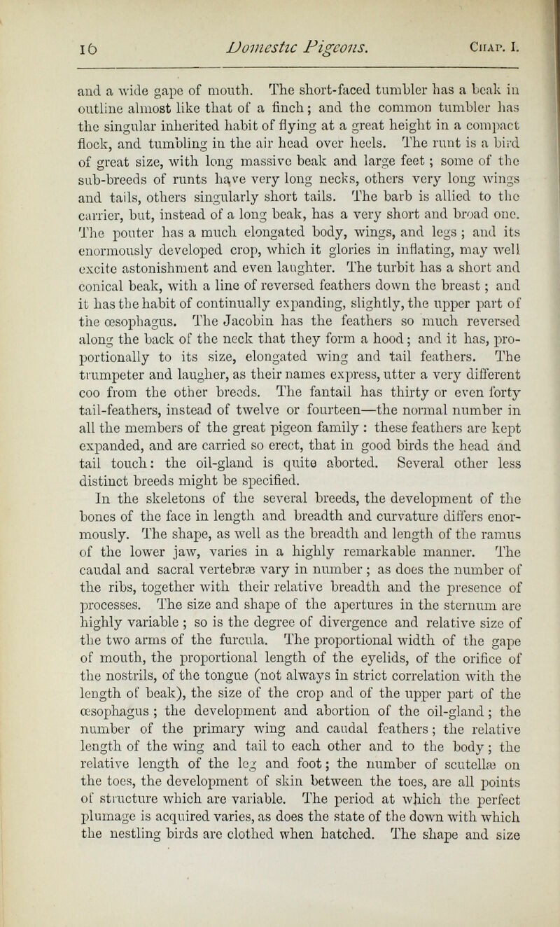 and a wide gape of mouth. The short-faced tumbler has a beak in outline almost like that of a finch; and the common tumbler has the singular inherited habit of flying at a great height in a compact flock, and tumbling in the air head over heels. The runt is a bird of great size, with long massive beak and large feet; some of the sub-breeds of runts have very long necks, others very long wings and tails, others singularly short tails. The barb is allied to the carrier, but, instead of a long beak, has a very short and broad one. The pouter has a much elongated body, wings, and legs ; and its enormously developed crop, which it glories in inflating, may well excite astonishment and even laughter. The turbit has a short and conical beak, with a line of reversed feathers down the breast; and it has the habit of continually expanding, slightly, the upper part of the oesophagus. The Jacobin has the feathers so much reversed along the back of the neck that they form a hood; and it has, pro portionally to its size, elongated wing and tail feathers. The trumpeter and laugher, as their names express, utter a very different coo from the other breeds. The fantail has thirty or even forty tail-feathers, instead of twelve or fourteen—the normal number in all the members of the great pigeon family : these feathers are kept expanded, and are carried so erect, that in good birds the head and tail touch: the oil-gland is quite aborted. Several other less distinct breeds might be specified. In the skeletons of the several breeds, the development of the bones of the face in length and breadth and curvature differs enor mously. The shape, as well as the breadth and length of the ramus of the lower jaw, varies in a highly remarkable manner. The caudal and sacral vertebrae vary in number; as does the number of the ribs, together with their relative breadth and the presence of processes. The size and shape of the apertures in the sternum are highly variable ; so is the degree of divergence and relative size of the two arms of the furcula. The proportional width of the gape of mouth, the proportional length of the eyelids, of the orifice of the nostrils, of the tongue (not always in strict correlation with the length of beak), the size of the crop and of the upper part of the oesophagus ; the development and abortion of the oil-gland; the number of the primary wing and caudal feathers; the relative length of the wing and tail to each other and to the body; the relative length of the leg and foot; the number of scutellm on the toes, the development of skin between the toes, are all points of structure which are variable. The period at which the perfect plumage is acquired varies, as does the state of the down with which the nestling birds are clothed when hatched. The shape and size