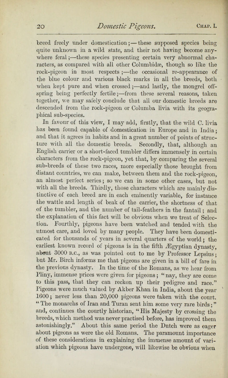 breed freely under domestication; — these supposed species being quite unknown in a wild state, and their not having become any where feral;—these species presenting certain very abnormal cha racters, as compared with all other Columbidre, though so like the rock-pigeon in most respects ;—the occasional re-appearance of the blue colour and various black marks in all the breeds, both when kept pure and when crossed;—and lastly, the mongrel off spring being perfectly fertile;—from these several reasons, taken together, we nray safely conclude that all our domestic breeds are descended from the rock-pigeon or Columba livia with its geogra phical sub-species. In favour of this view, I may add, firstly, that the wild C. livia has been found capable of domestication in Europe and in India; and that it agrees in habits and in a great number of points of struc ture with all the domestic breeds. Secondly, that, although an English carrier or a short-faced tumbler differs immensely in certain characters from the rock-pigeon, yet that, by comparing the several sub-breeds of these two races, more especially those brought from distant countries, we can make, between them and the rock-pigeon, an almost perfect series; so we can in some other cases, but not with all the breeds. Thirdly, those characters which are mainly dis tinctive of each breed are in each eminently variable, for instance the wattle and length of beak of the carrier, the shortness of that of the tumbler, and the number of tail-feathers in the fantail; and the explanation of this fact will be obvious when we treat of Selec tion. Fourthly, pigeons have been watched and tended with the utmost care, and loved by many people. They have been domesti cated for thousands of years in several quarters of the world; the earliest known record of pigeons is in the fifth ^Egyptian dynasty, about 3000 b.c., as was pointed out to me by Professor Lepsius; but Mr. Birch informs me that pigeons are given in a bill of fare in the previous dynasty. In the time of the llomans, as we hear from Pliny, immense prices were given for pigeons; “ nay, they are conn; to this pass, that they can reckon up their pedigree and race.” Pigeons were much valued by Akber Khan in India, about the year 1600; never less than 20,000 pigeons were taken with the court. “ The monarchs of Iran and Turan sent him some very rare birds; ” and, continues the courtly historian, “ His Majesty by crossing the breeds, which method was never practised before, has improved them astonishingly.” About this same period the Dutch were as eager about pigeons as were the old Homans. The paramount importance of these considerations in explaining the immense amount of vari ation which pigeons have undergone, will likewise be obvious when